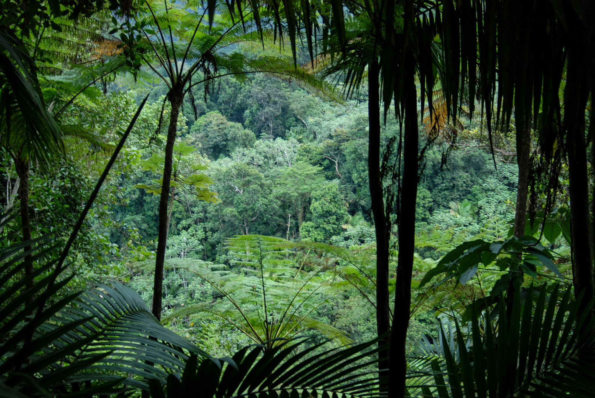 AF Zoom-Nikkor 28-80mm f/3.3-5.6G sample photo. In the rainforest photography