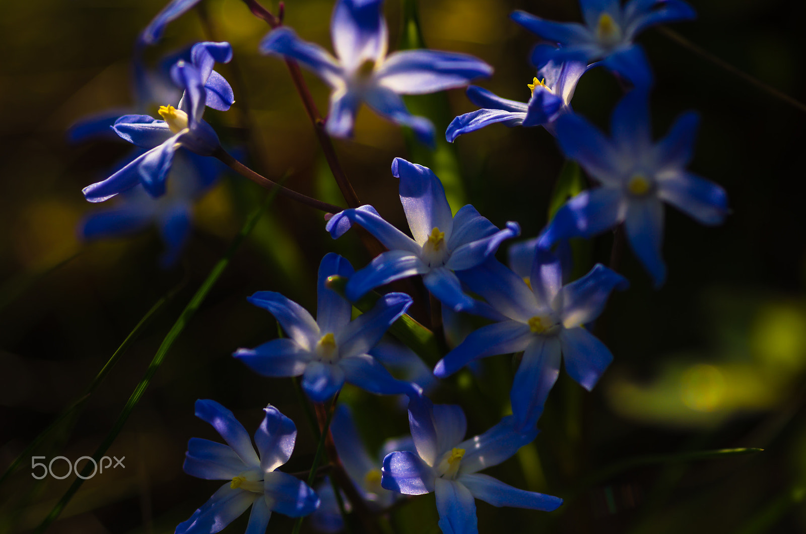 Pentax K-5 IIs + Sigma sample photo. Blausterne photography