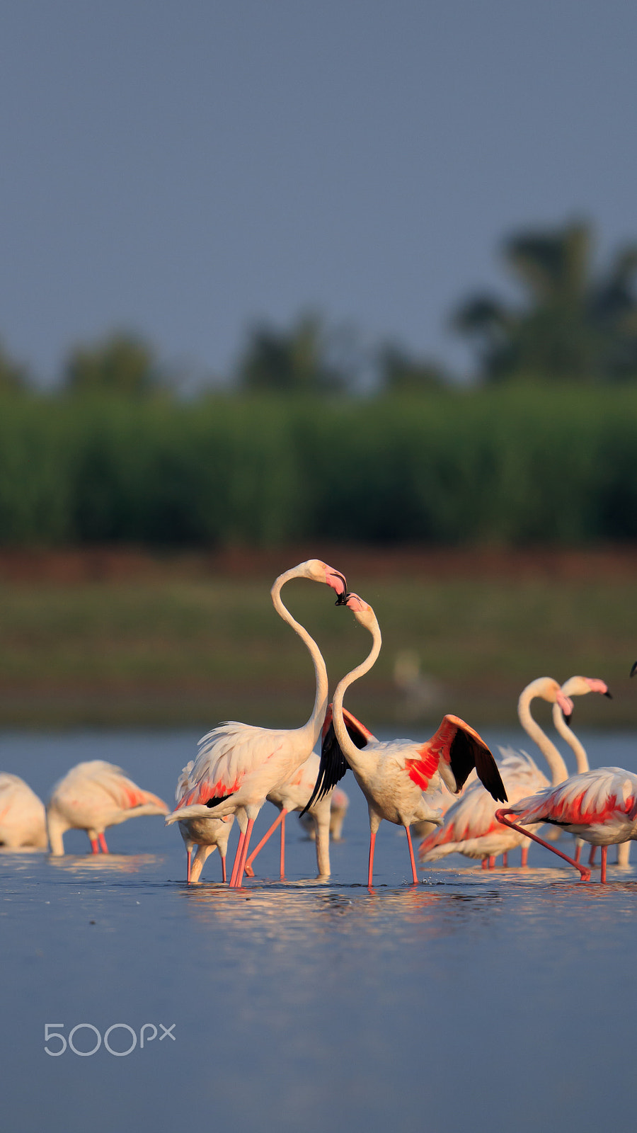 Canon EOS 70D + Canon EF 500mm F4L IS II USM sample photo. Flamingoes photography