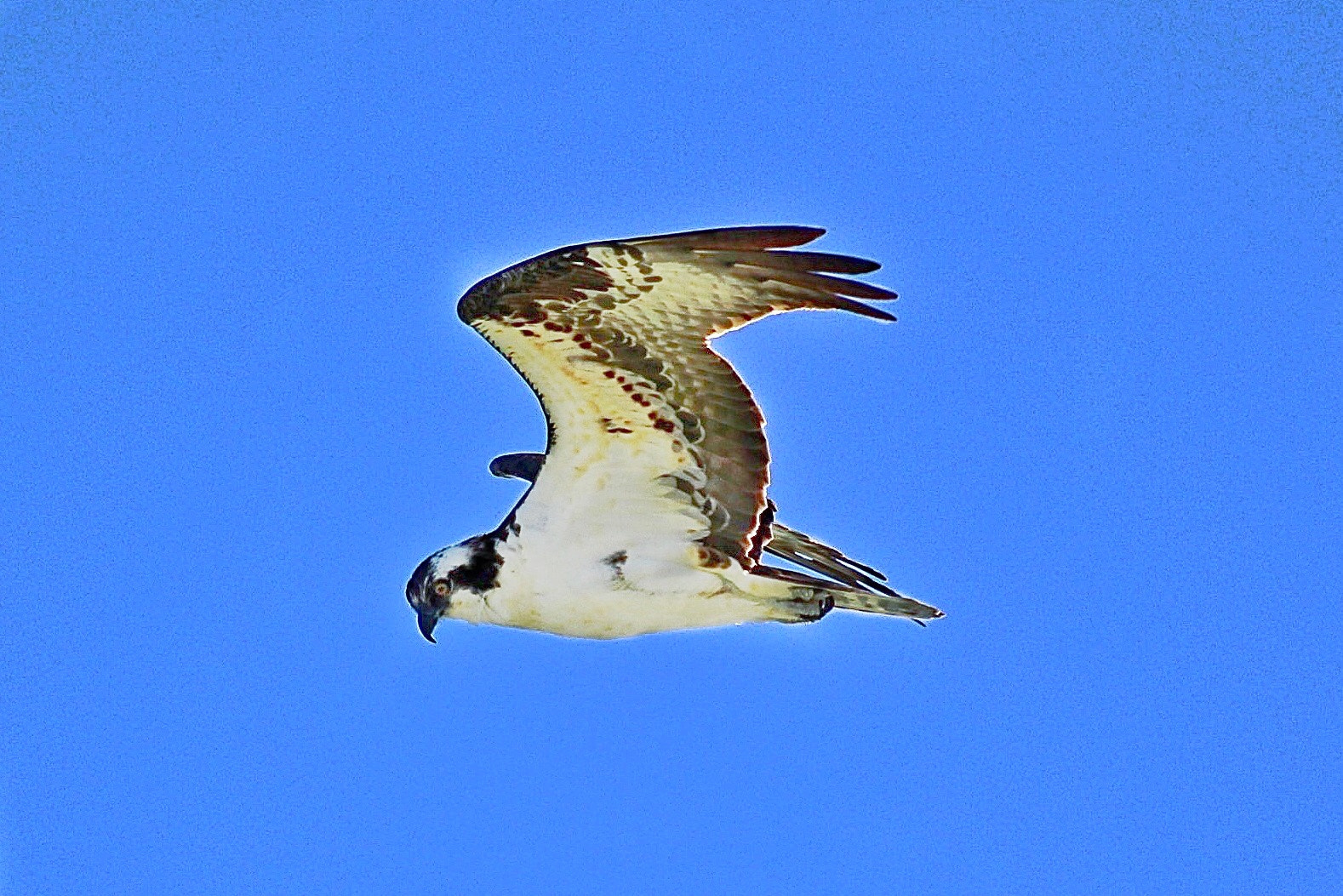 Canon EF 70-300mm F4-5.6 IS USM sample photo. Osprey  photography