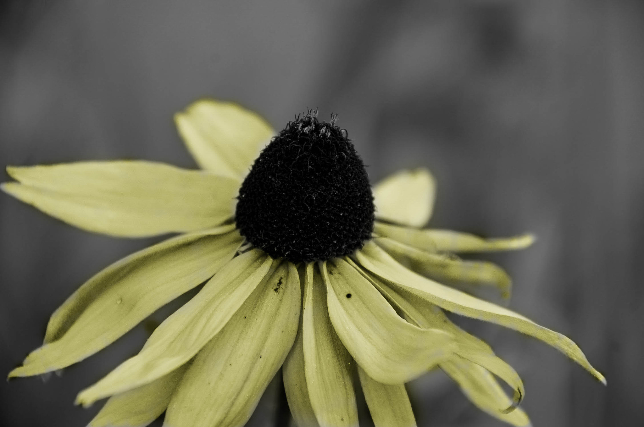 Nikon D40 + Nikon PC-E Nikkor 24mm F3.5D ED Tilt-Shift sample photo. Yellow flower photography