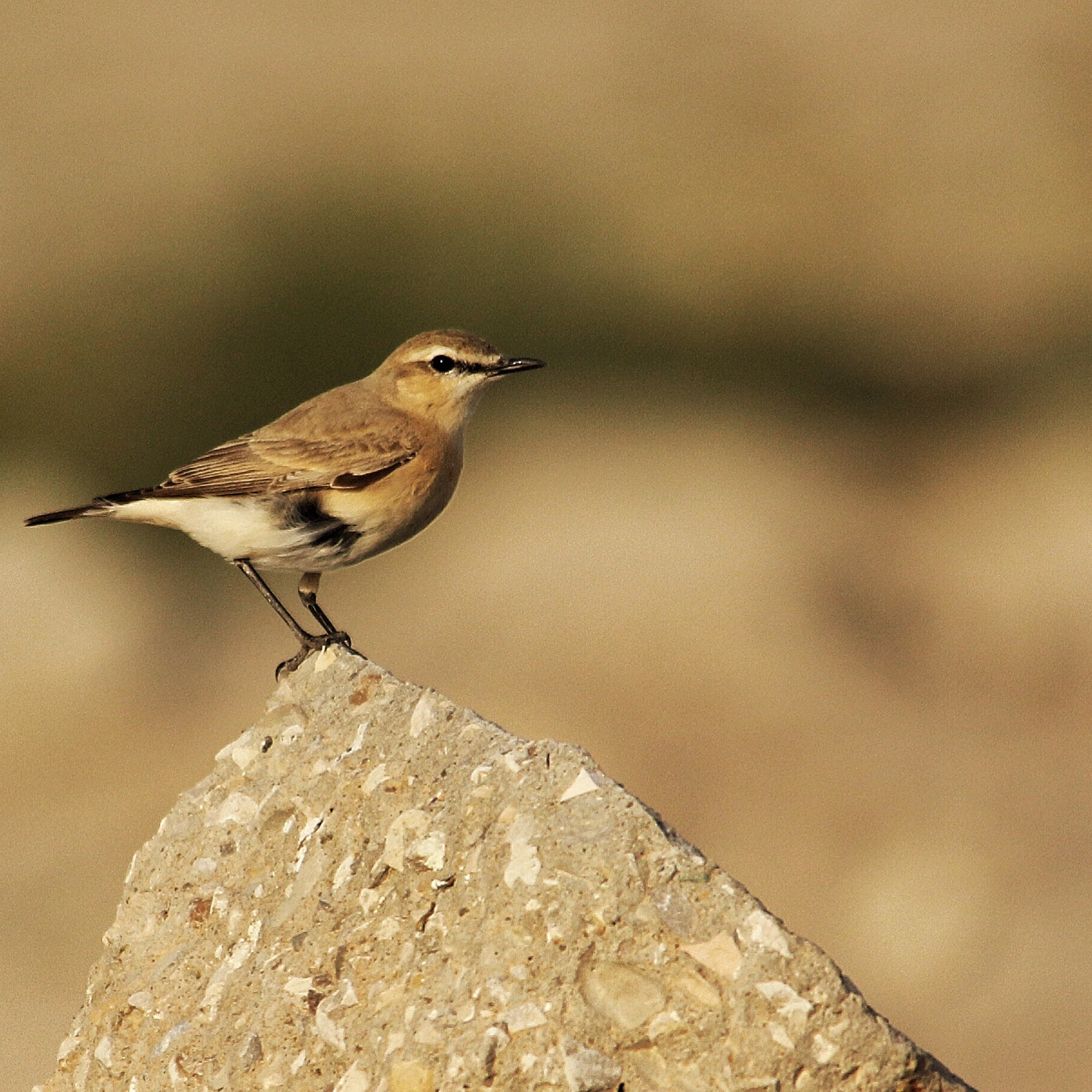 Canon 150-500mm sample photo