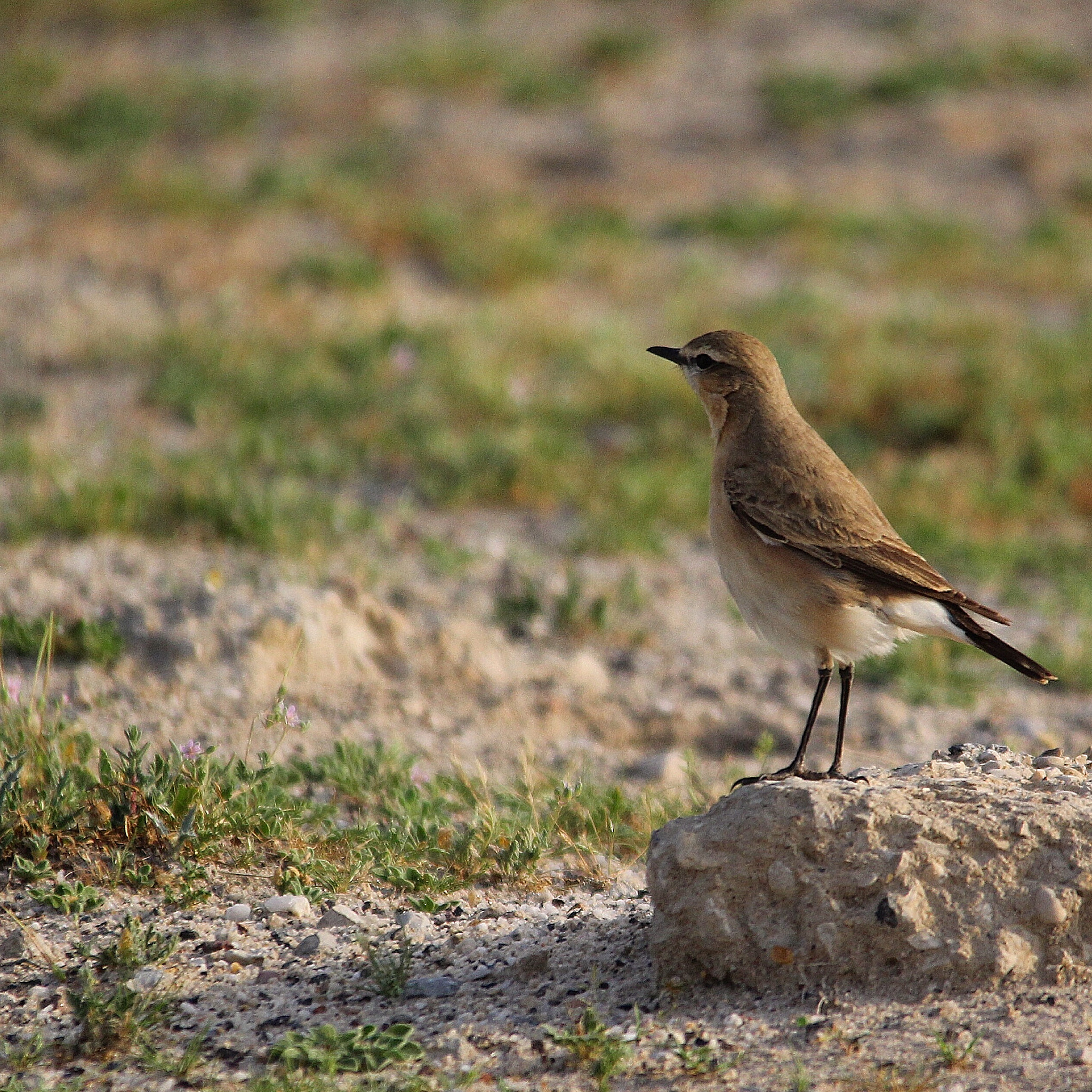 Canon 150-500mm sample photo