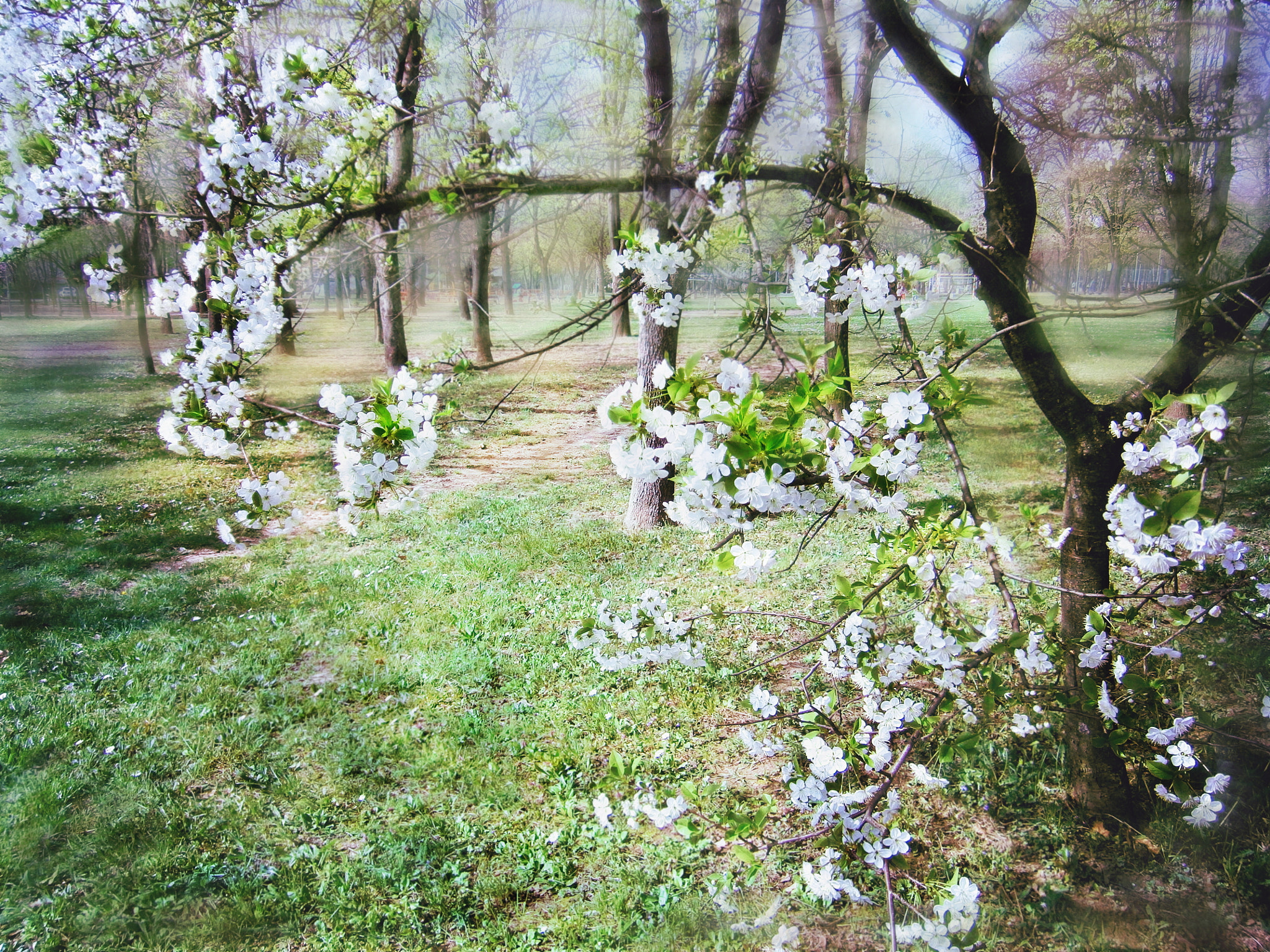 Olympus VG145,VG140,D715 sample photo. Spring tree photography