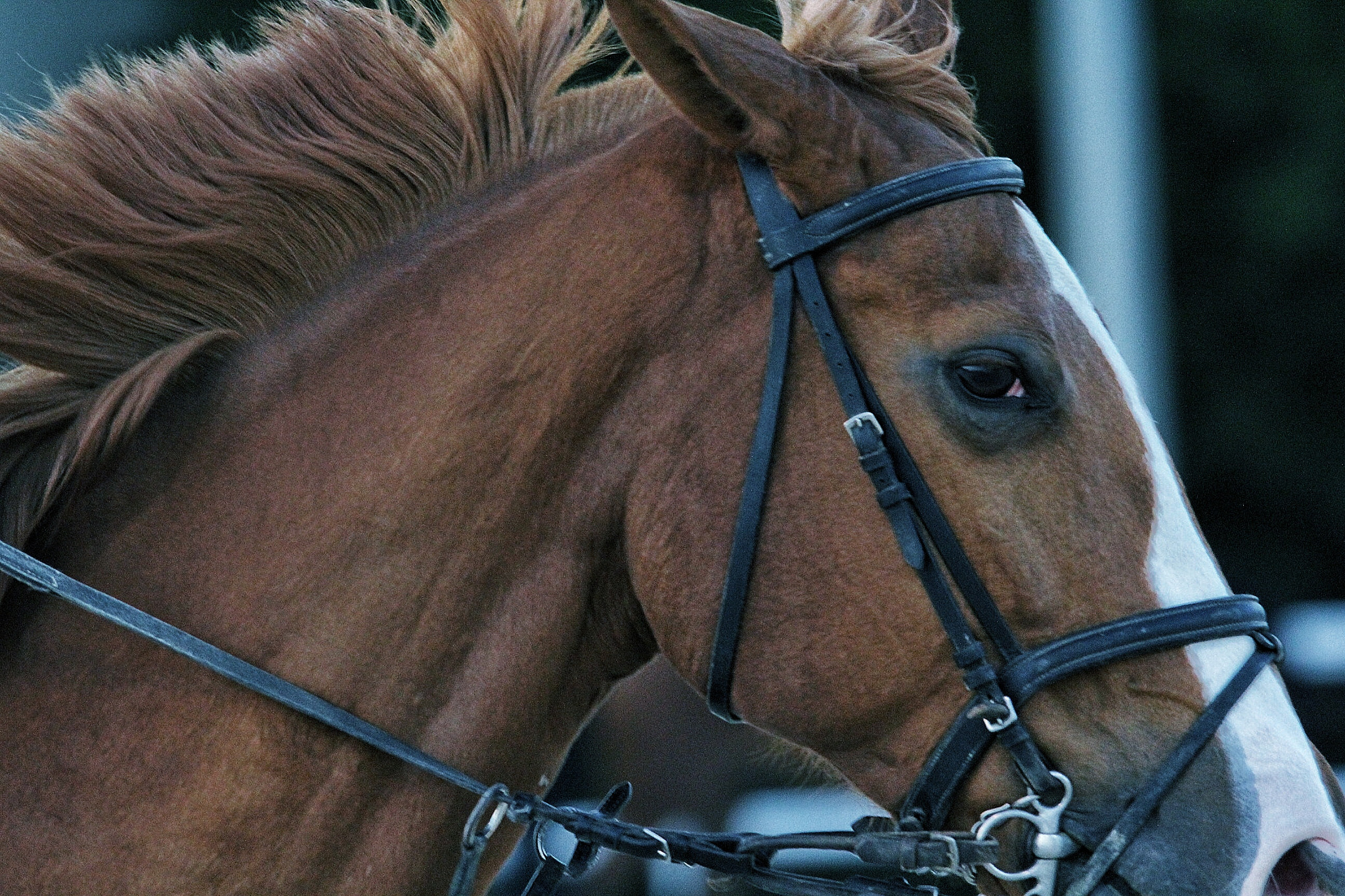 Canon 150-500mm sample photo