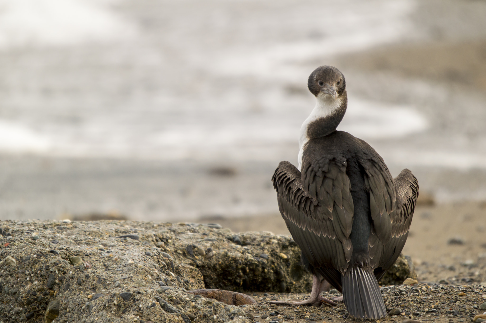 Sigma 120-400mm F4.5-5.6 DG OS HSM sample photo. Cormorant photography