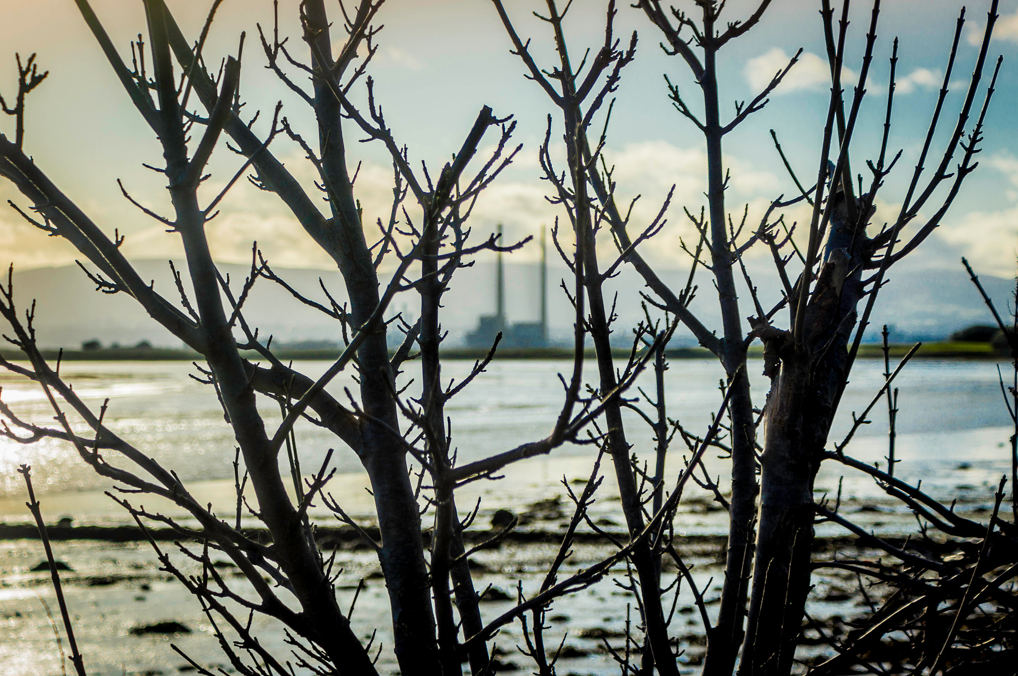 Sony SLT-A55 (SLT-A55V) sample photo. Death tree photography