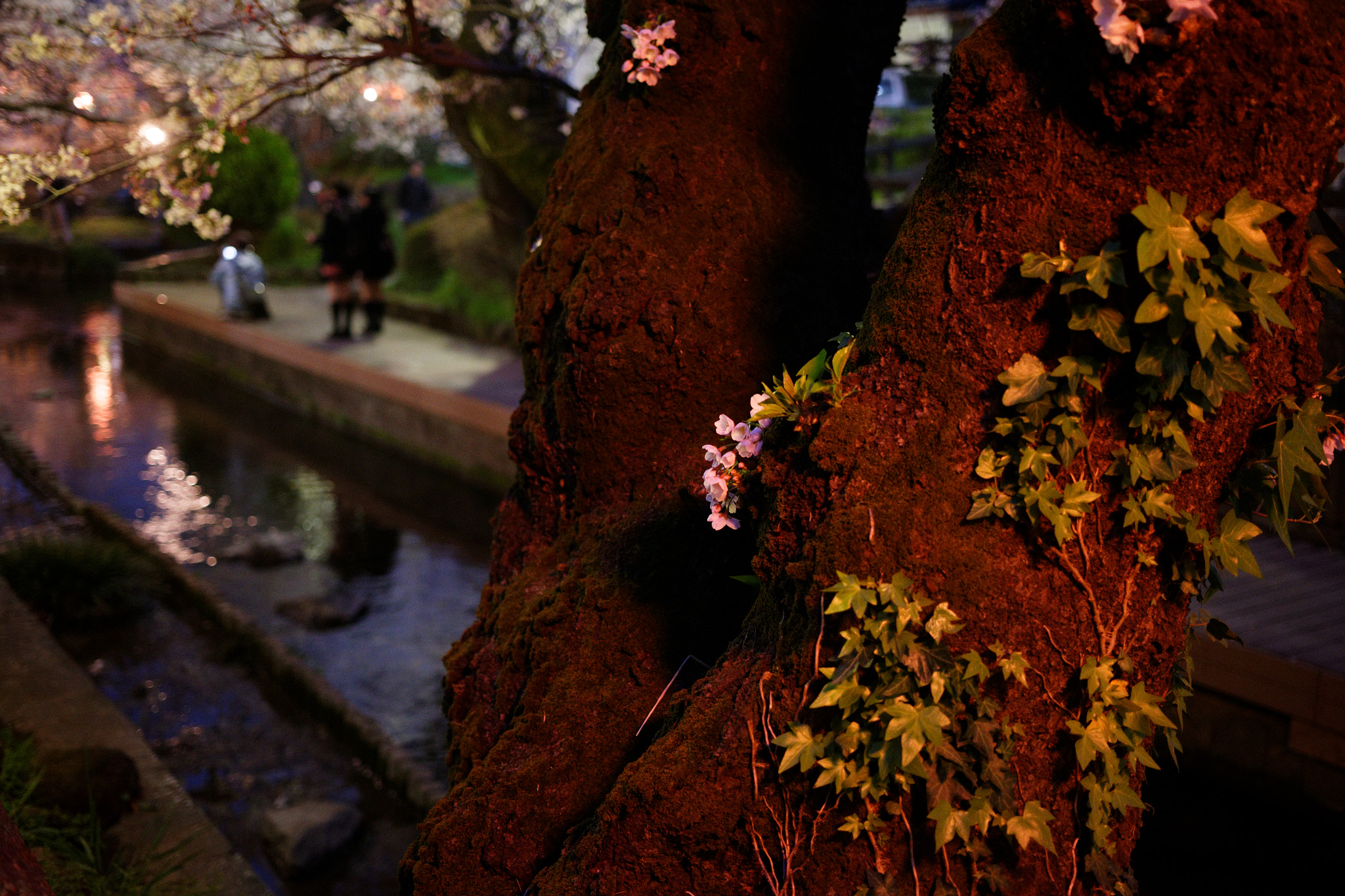 Canon EF 40mm F2.8 STM sample photo. Dxox photography