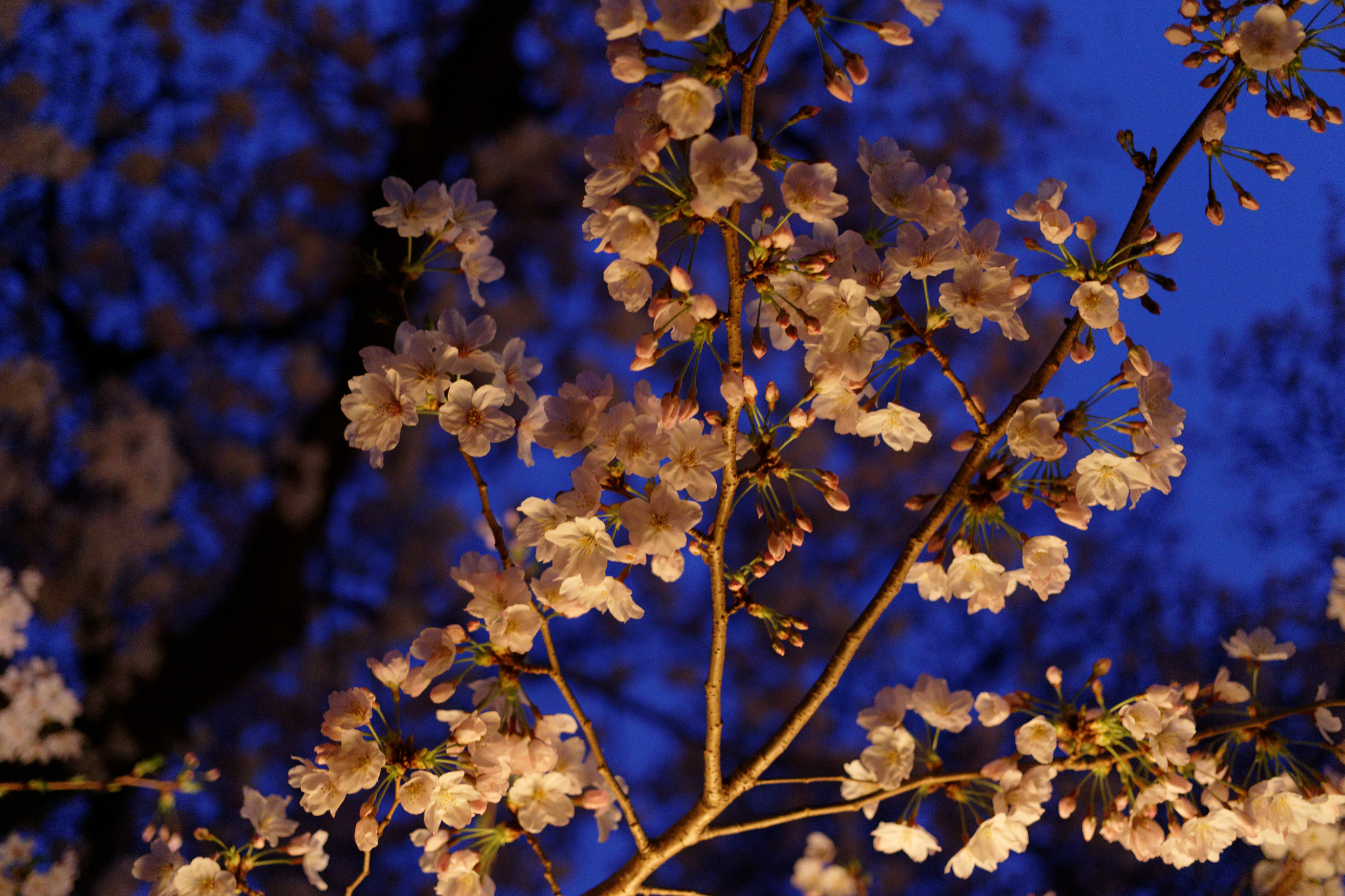 Canon EF 40mm F2.8 STM sample photo. Dxox photography