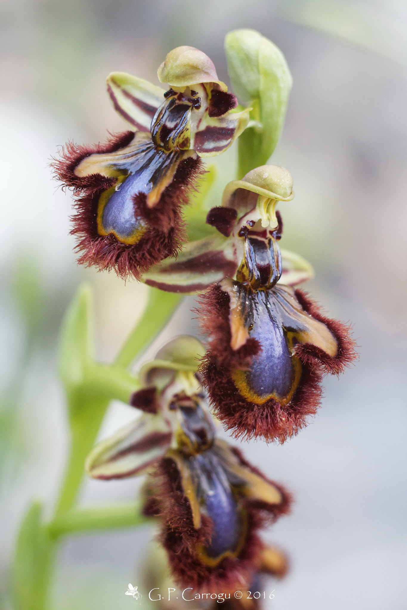 Canon EF 28-80mm f/3.5-5.6 sample photo. Ophrys speculum photography