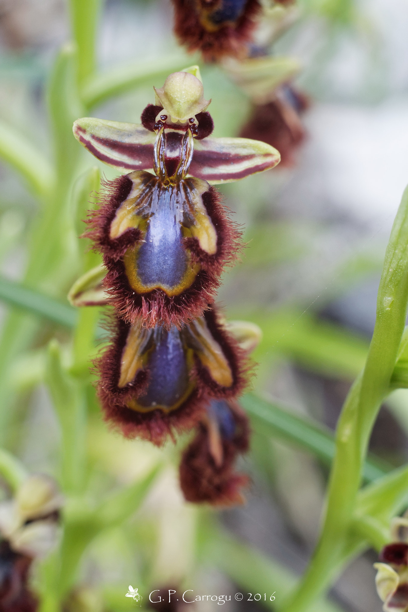 Canon EF 28-80mm f/3.5-5.6 sample photo. Ophrys speculum photography