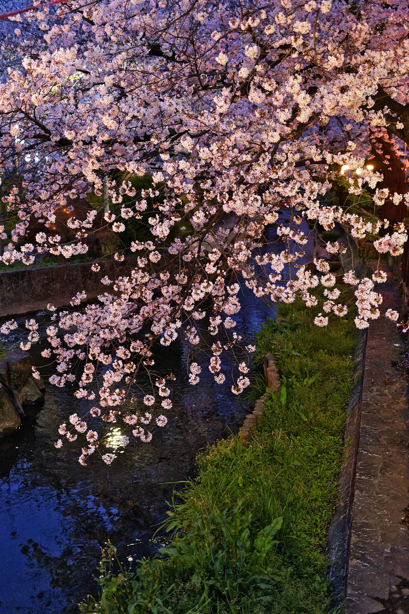 Canon EF 40mm F2.8 STM sample photo. Dxox photography