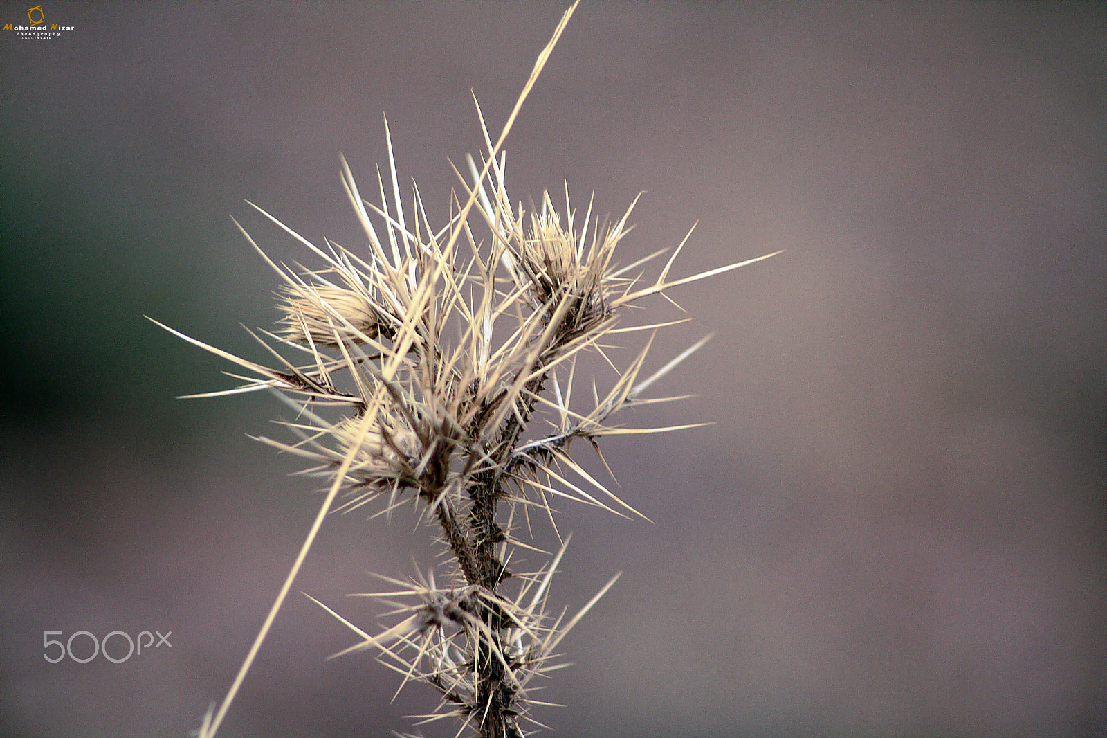 Sigma 70-300mm F4-5.6 APO DG Macro sample photo. Thistle photography