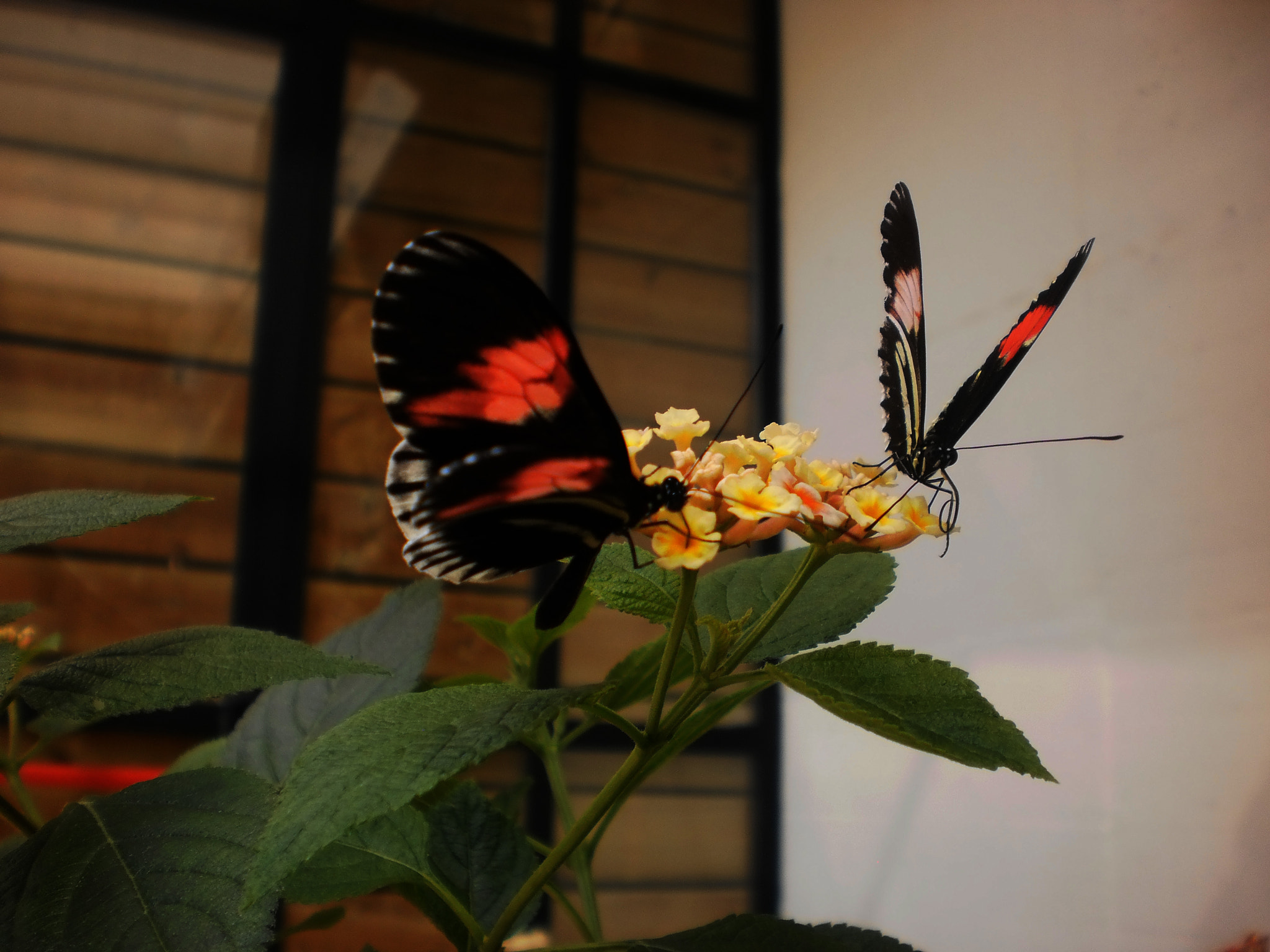 Olympus T105,T100,X36 sample photo. Little butterfly photography