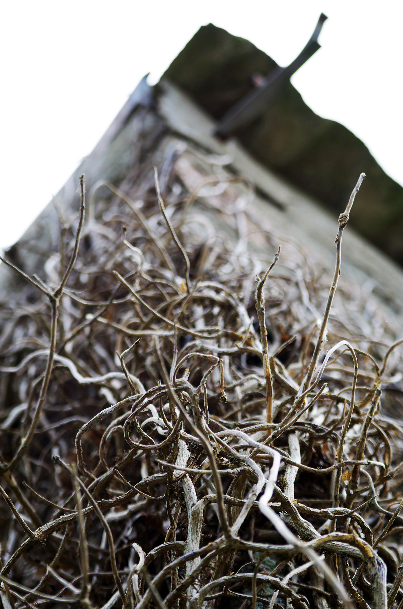 Tamron AF 28-75mm F2.8 XR Di LD Aspherical (IF) sample photo. Frenchvine photography
