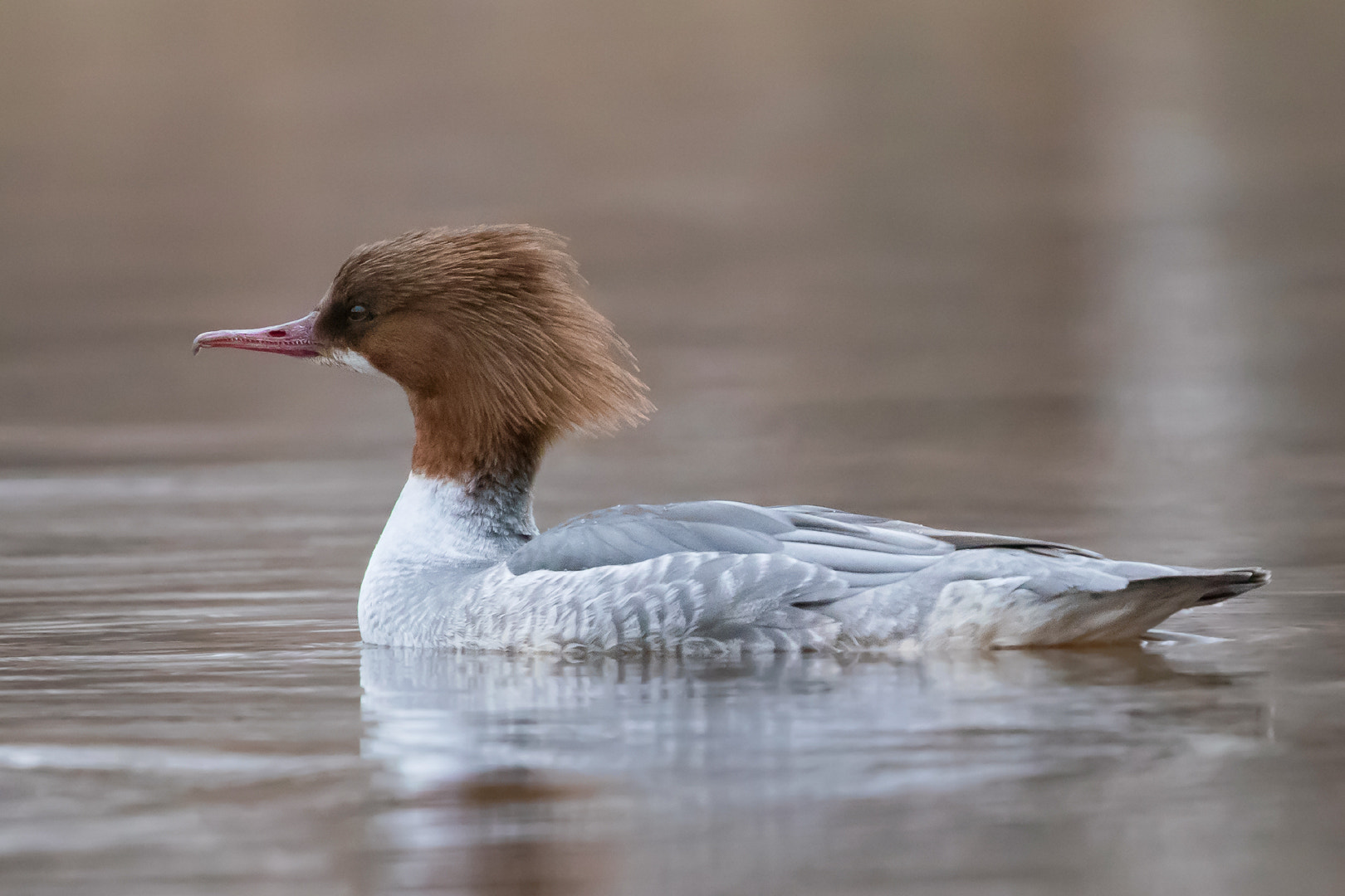 Canon EF 100-400mm F4.5-5.6L IS USM sample photo. Common merganser photography