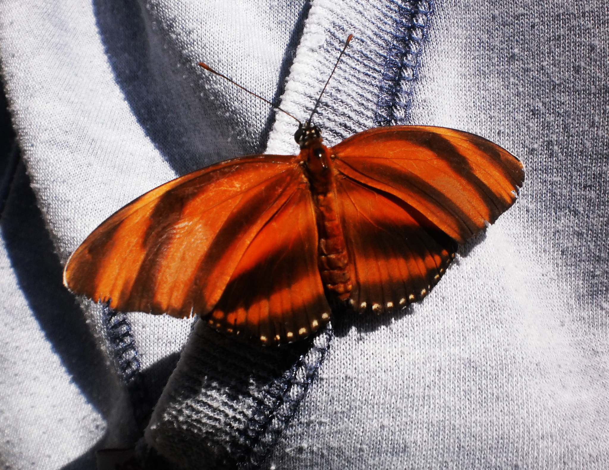 Olympus T105,T100,X36 sample photo. Brown butterfly photography
