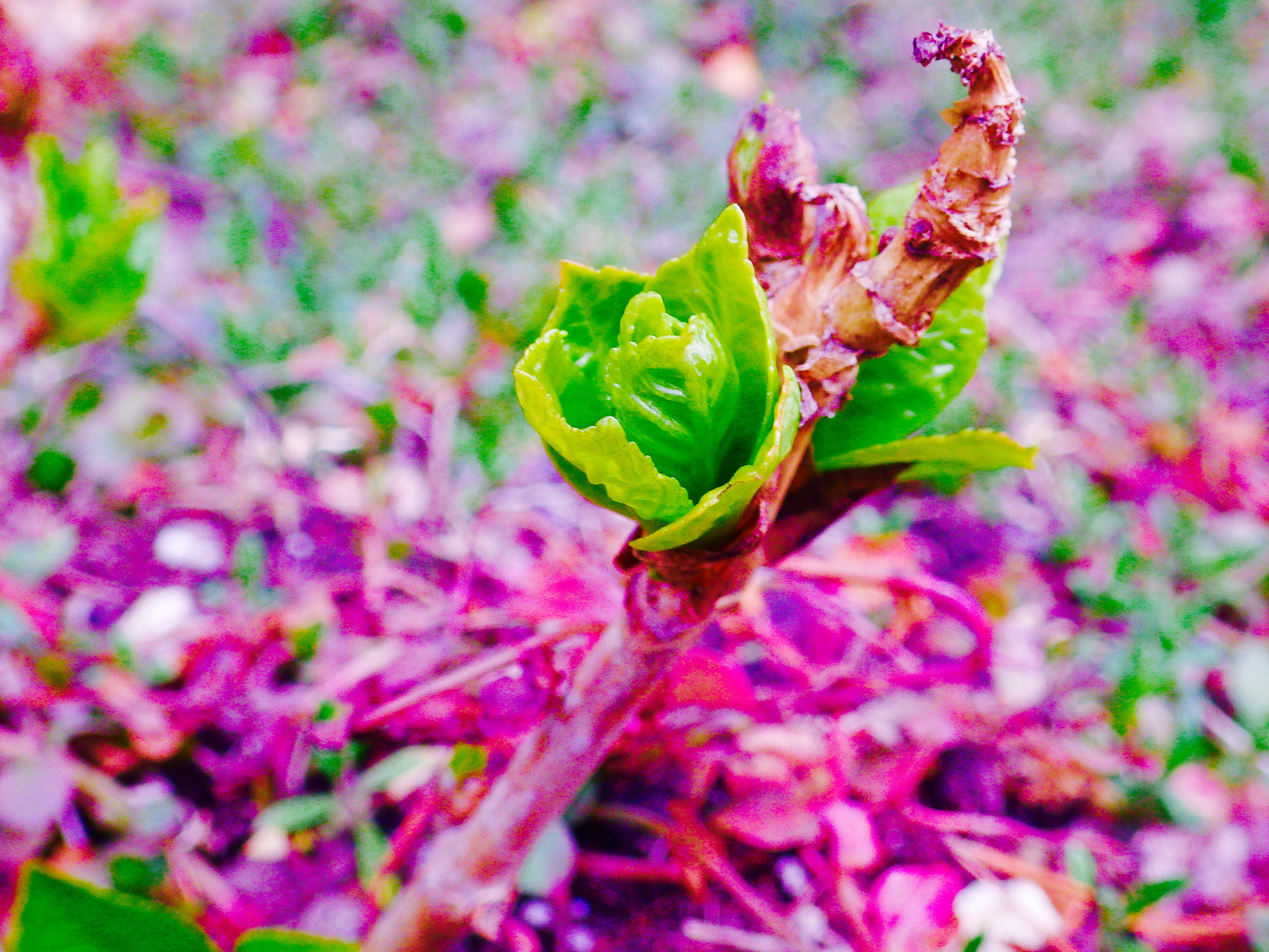 PENTAX RICOH IMAGING PENTAX WG-3 GPS sample photo. New life. photography