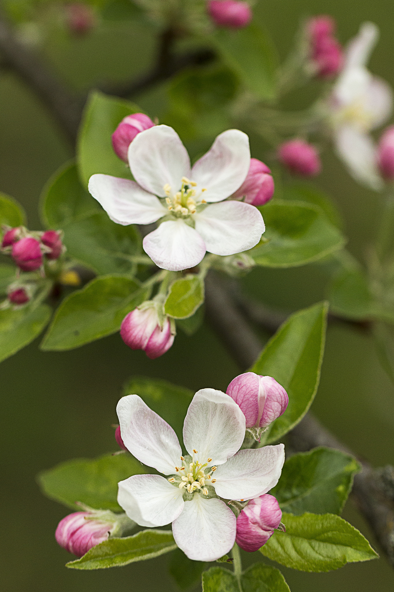 Apple flower