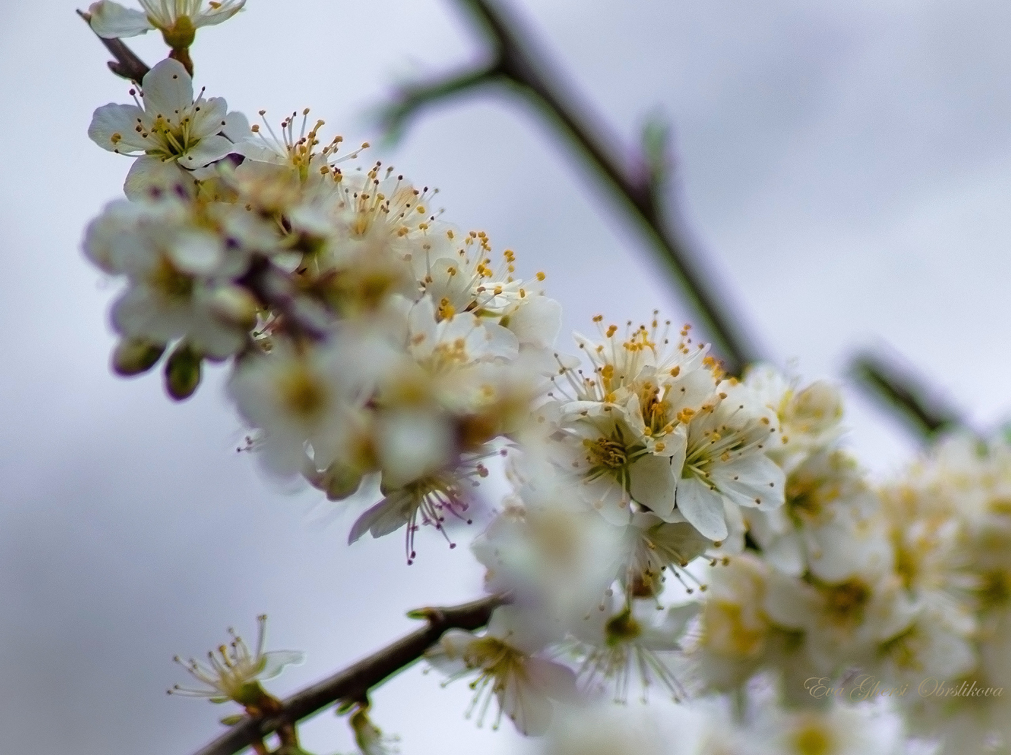 Nikon D610 + Sigma 50-150mm F2.8 EX APO DC HSM II + 1.4x sample photo. Spring time photography