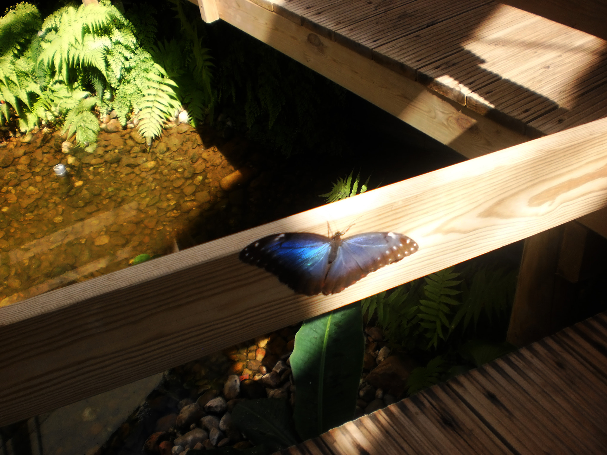 Olympus T105,T100,X36 sample photo. Blue butterfly photography