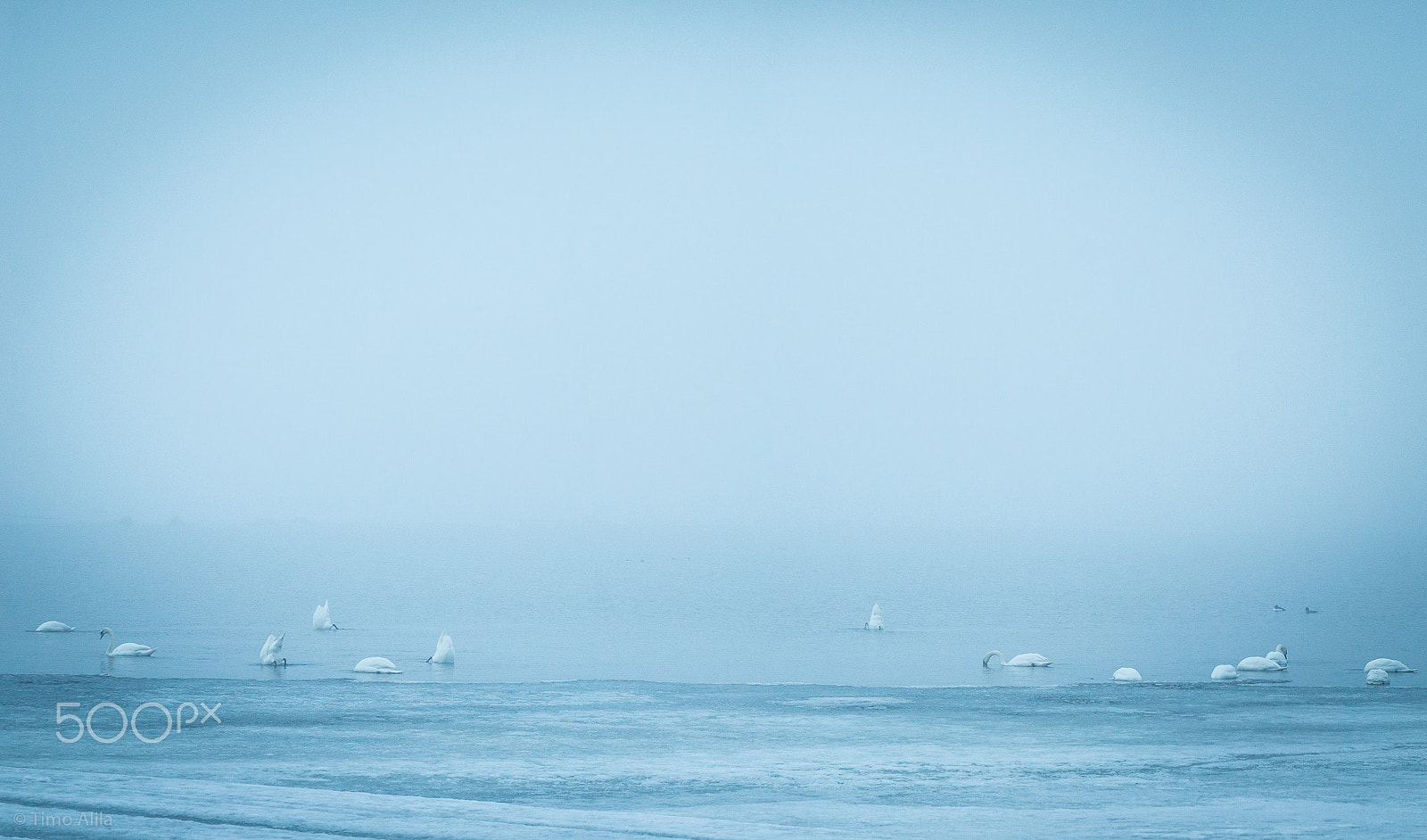 Sony SLT-A57 + Minolta AF 100-200mm F4.5 sample photo. Mute swans on misty sea photography