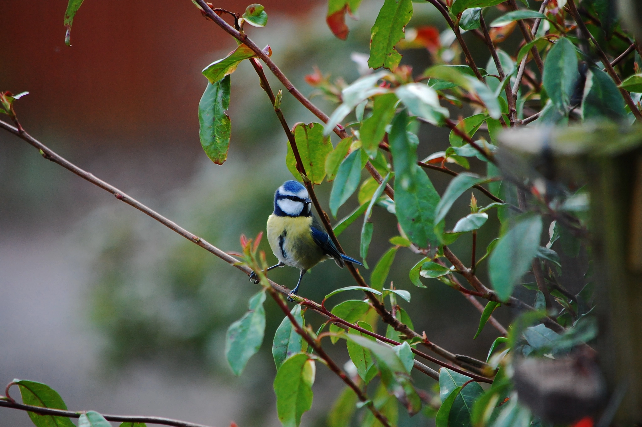 Nikon D40 sample photo. Spring blue tit photography