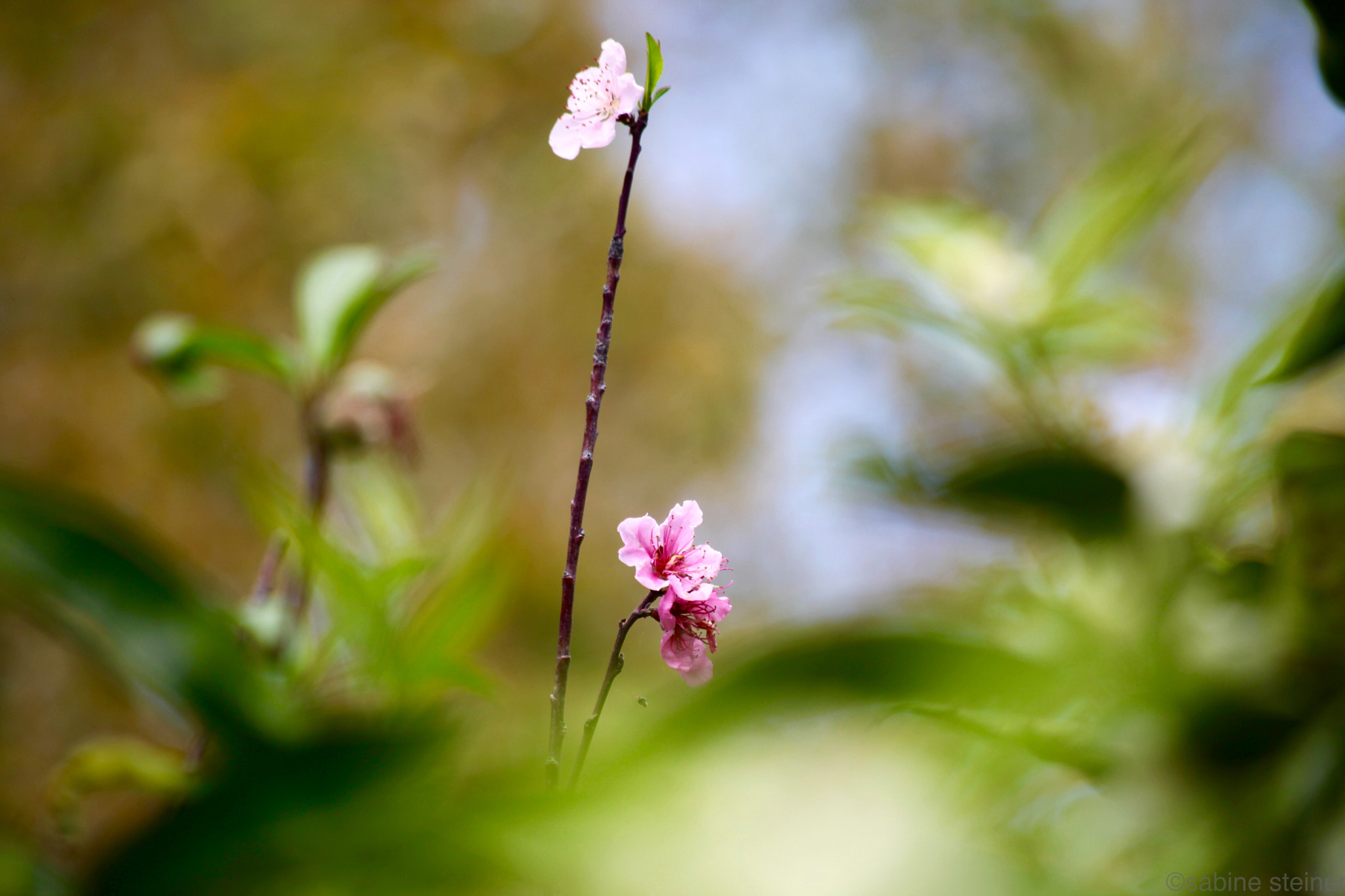 Canon EF 70-300mm F4-5.6 IS USM sample photo. Peach blossom dream photography