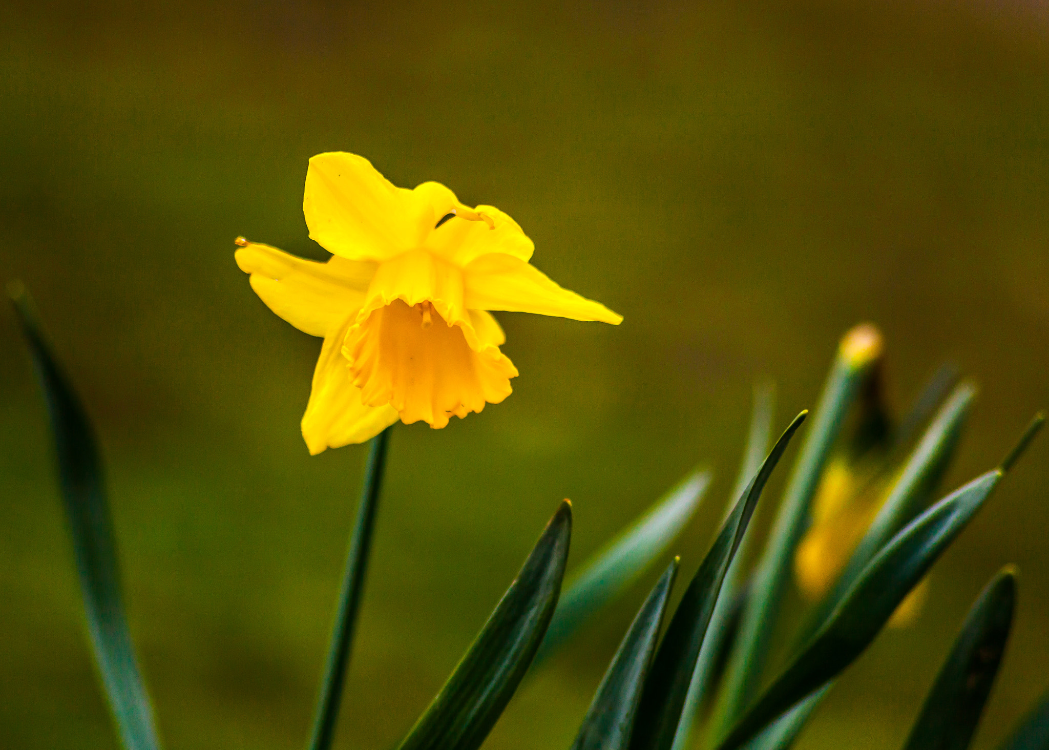 Sigma 70-300mm F4-5.6 APO DG Macro sample photo. Tulip case photography