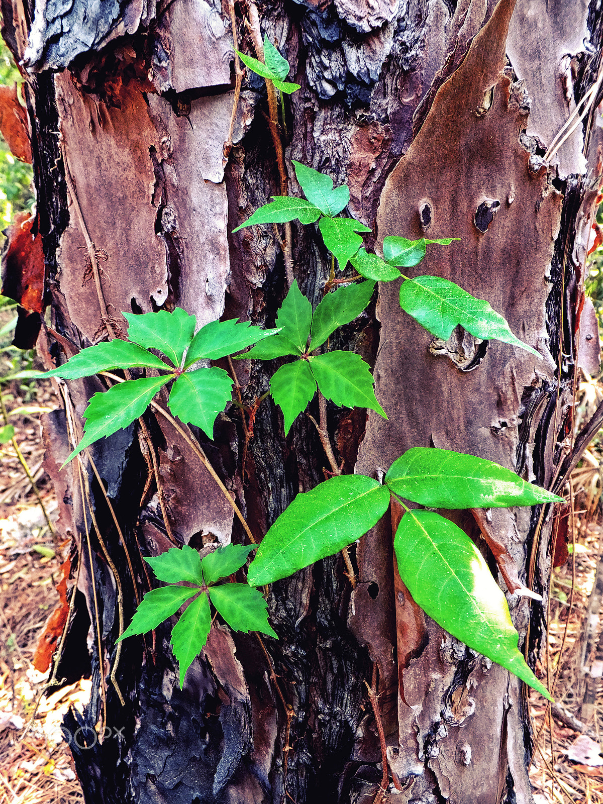 Fujifilm FinePix F850EXR sample photo. Regeneration forest photography