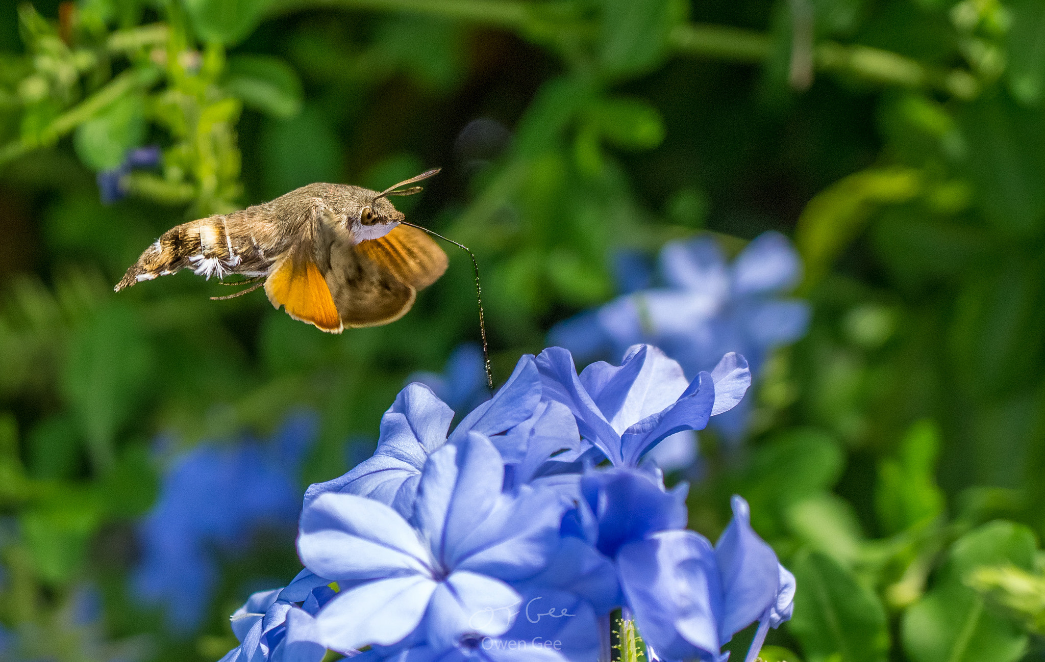Sony Alpha a5000 (ILCE 5000) + Sony E 30mm F3.5 Macro sample photo. Hummingbird hawk moth photography