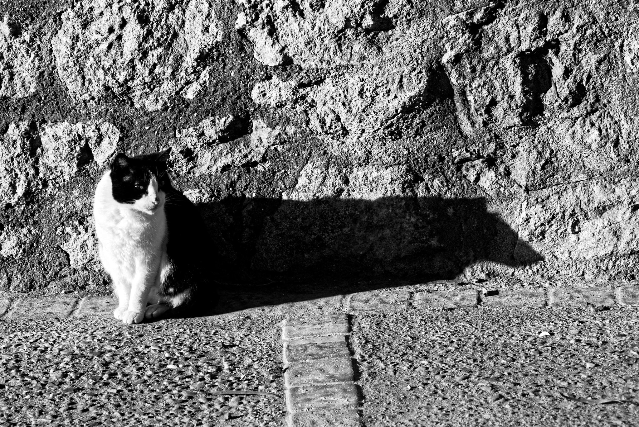 Nikon D200 sample photo. Cat and dog photography