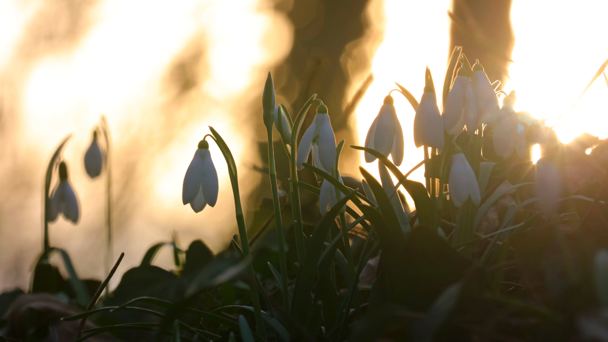 Canon EOS 5DS + Canon EF 100-400mm F4.5-5.6L IS II USM sample photo. Snow drops photography