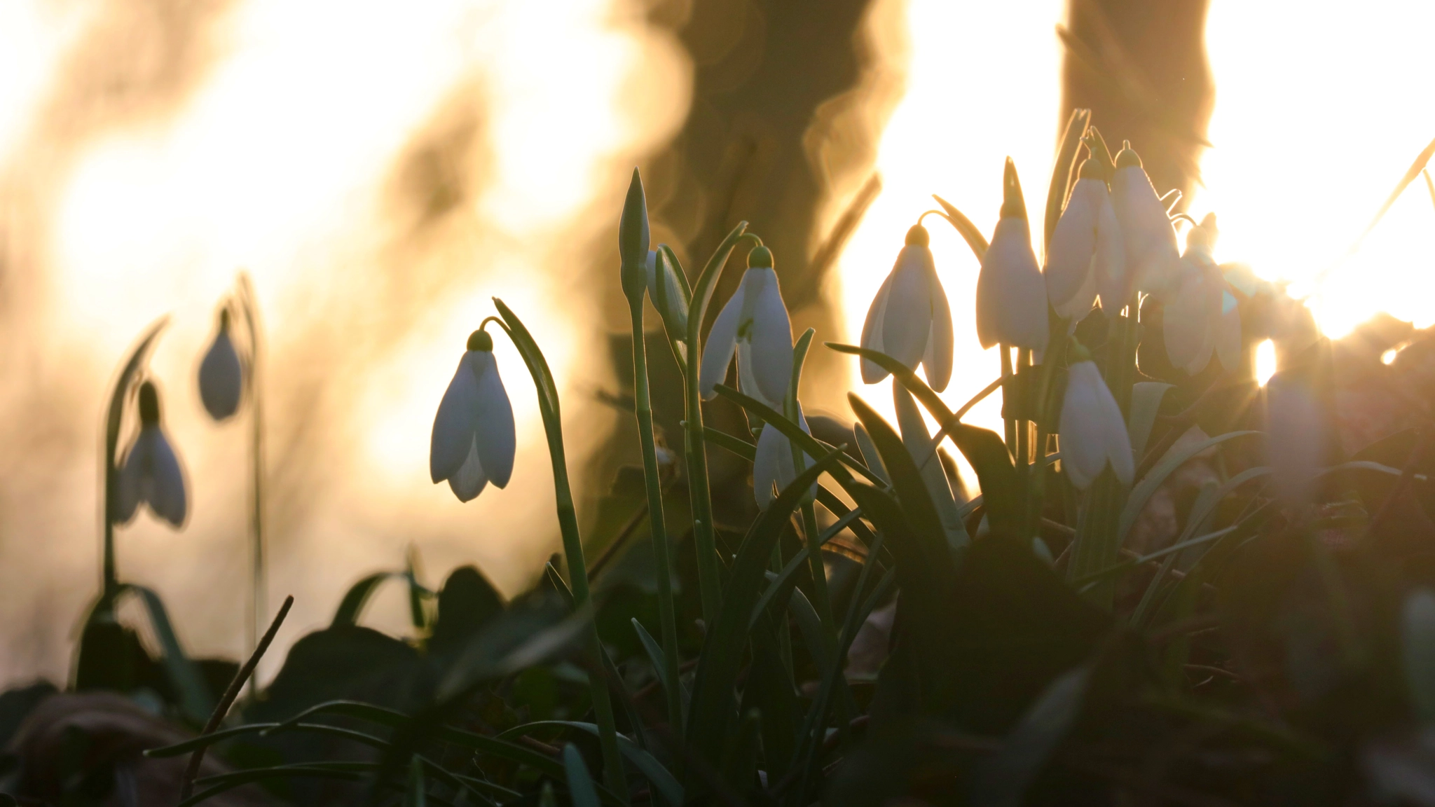 Canon EF 100-400mm F4.5-5.6L IS II USM sample photo. Snow drops photography