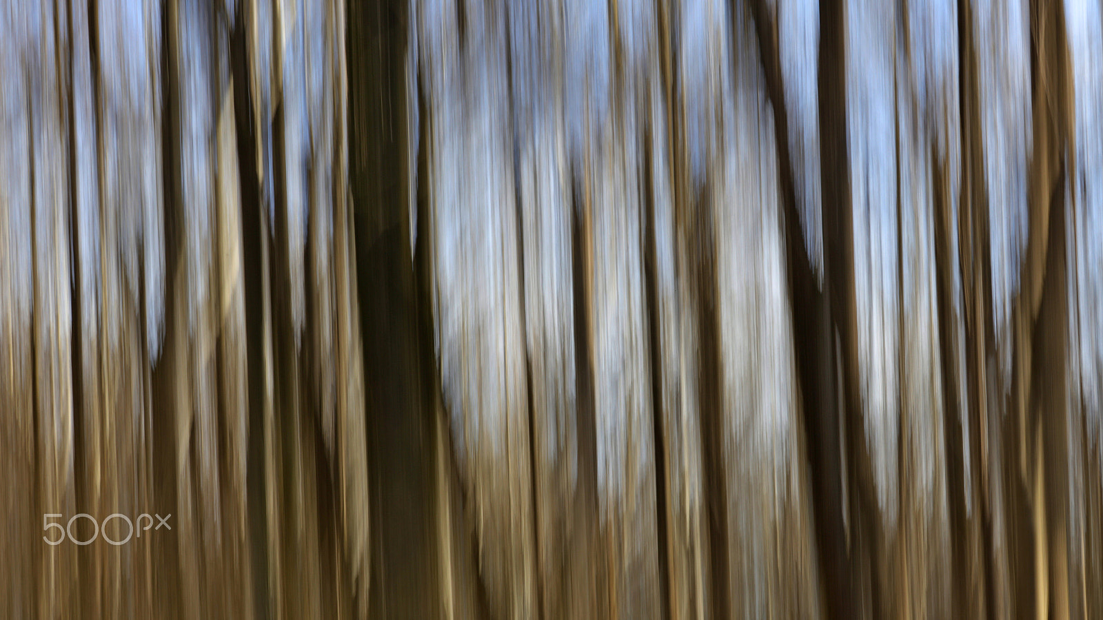 Canon EOS 5DS + Canon EF 100-400mm F4.5-5.6L IS II USM sample photo. Trees in motion photography