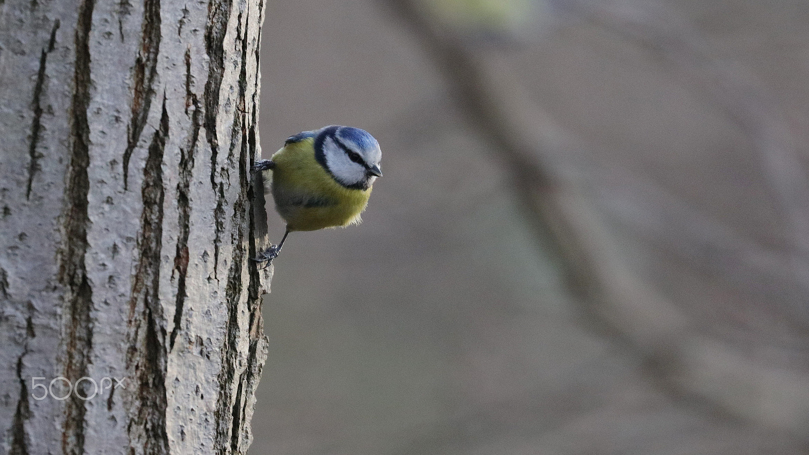 Canon EF 100-400mm F4.5-5.6L IS II USM sample photo. Waiting for food picks photography