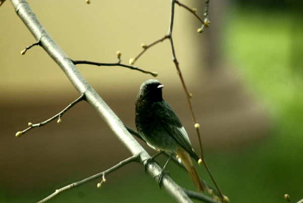 Sony Alpha DSLR-A200 + Minolta AF 100-300mm F4.5-5.6 sample photo. Kopciuszek  (phoenicurus ochruros) photography