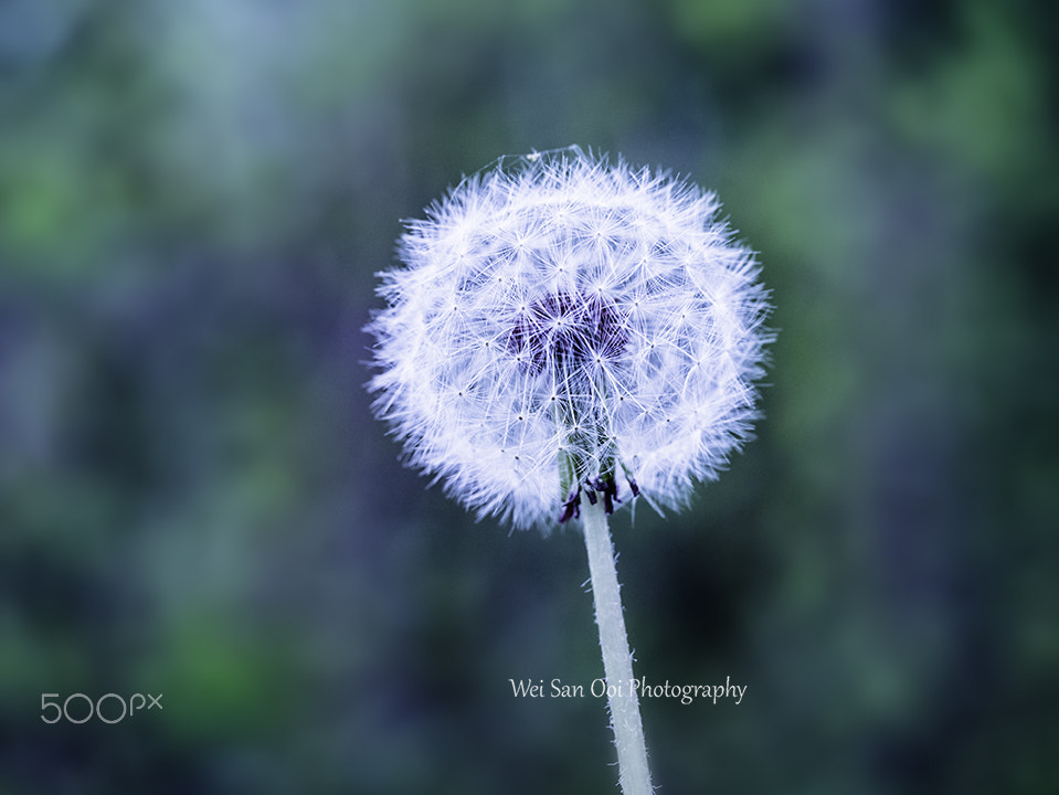 Panasonic Leica DG Macro-Elmarit 45mm F2.8 ASPH OIS sample photo. Dandelion 04 photography