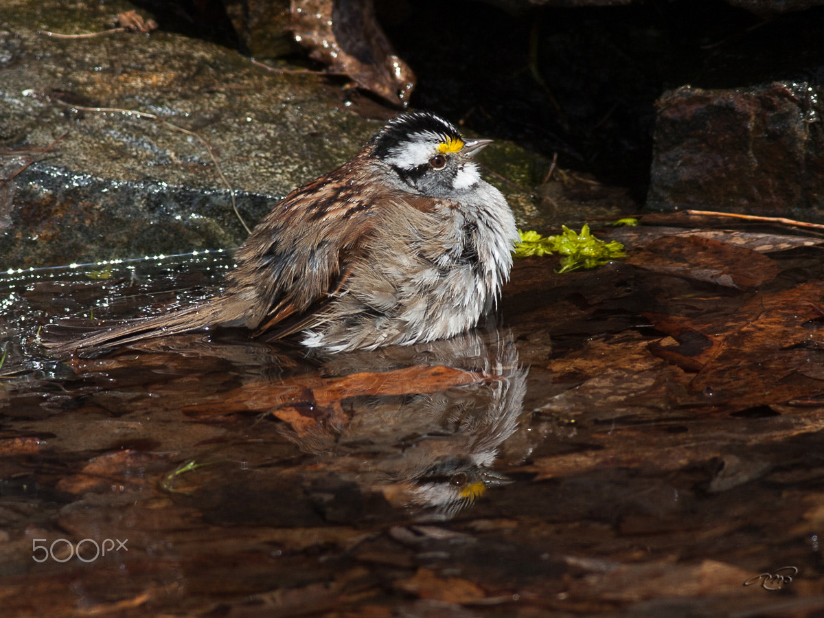 Canon EOS 40D + Canon EF 400mm F5.6L USM sample photo. White-throated sparrow photography