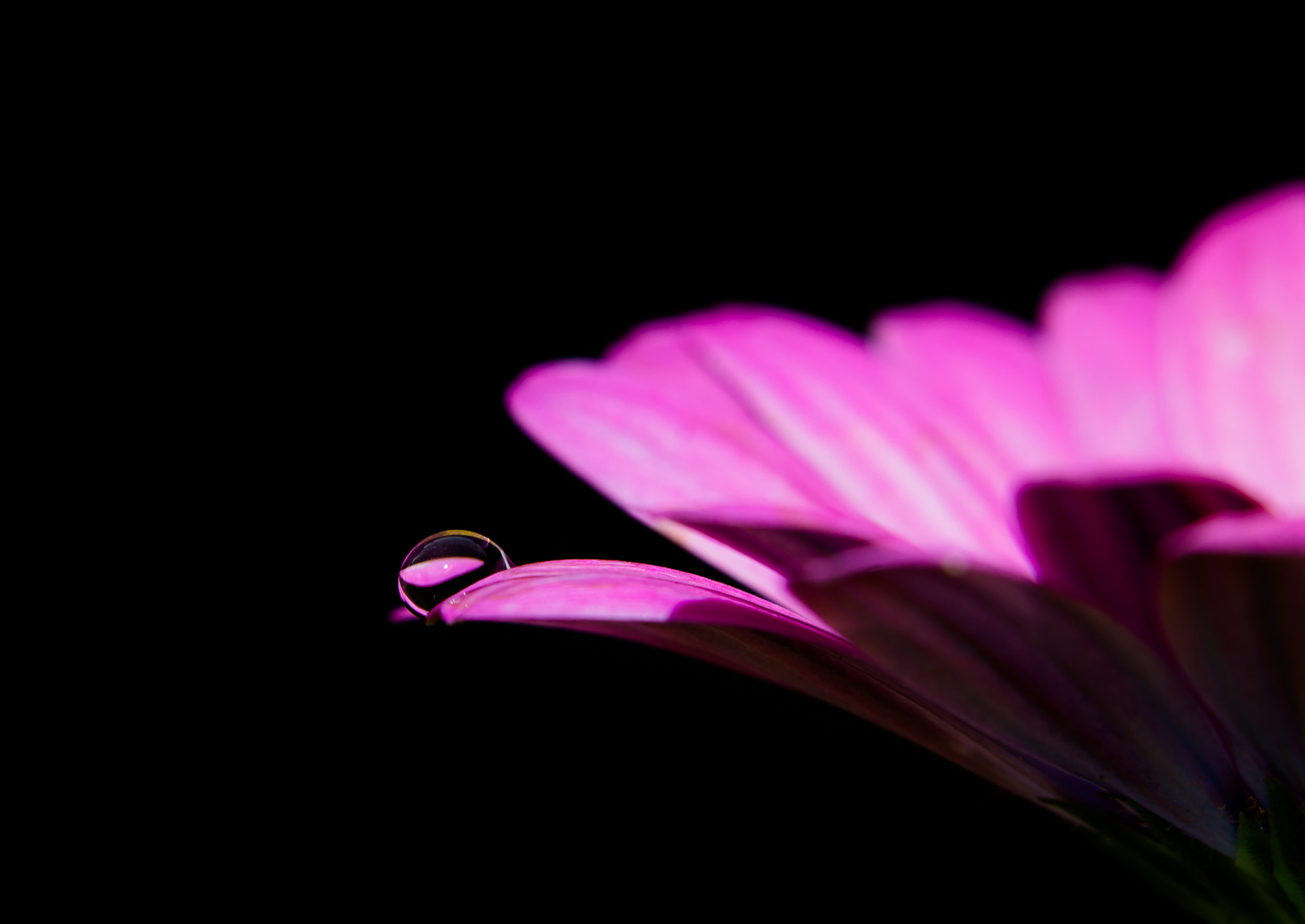 Canon EF-S 18-135mm F3.5-5.6 IS STM sample photo. Flower drop photography