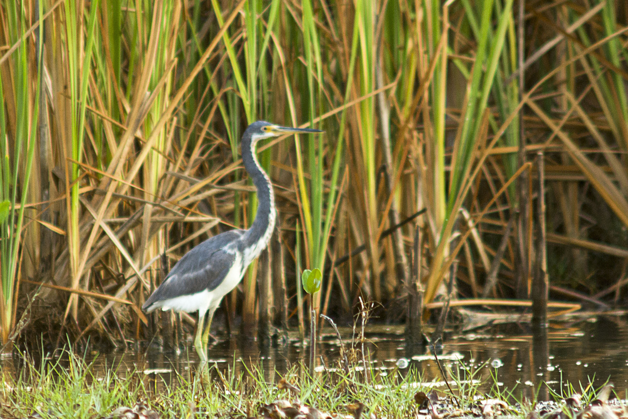 AF Zoom-Nikkor 75-300mm f/4.5-5.6 sample photo. Garza photography