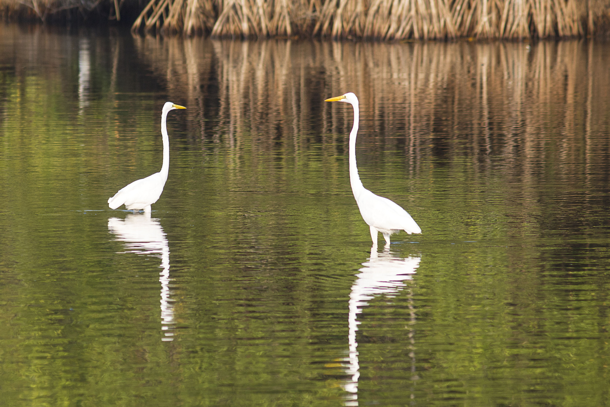 AF Zoom-Nikkor 75-300mm f/4.5-5.6 sample photo. Un encuentro... photography