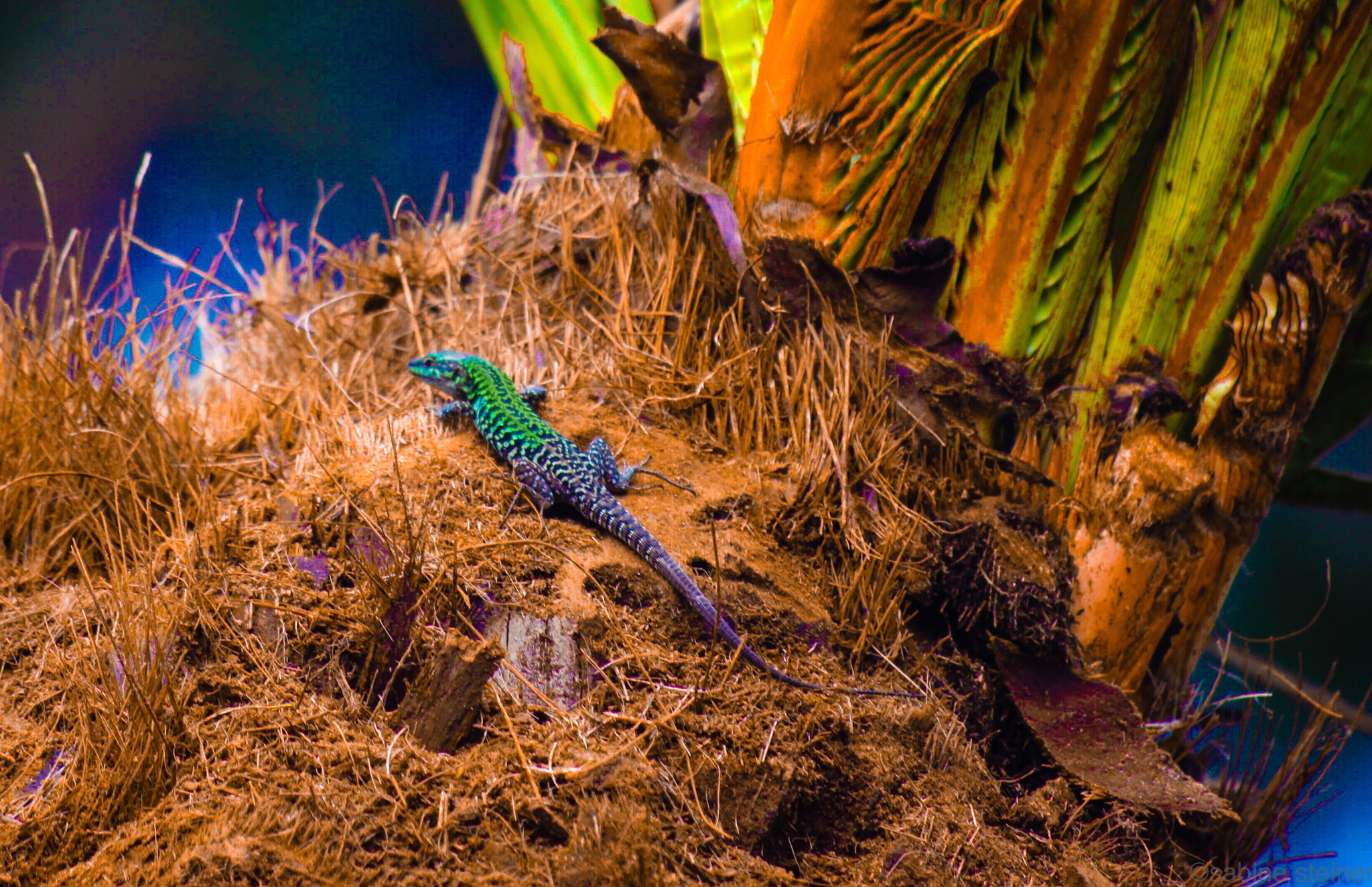 Canon EF 70-300mm F4-5.6 IS USM sample photo. Lizard photography