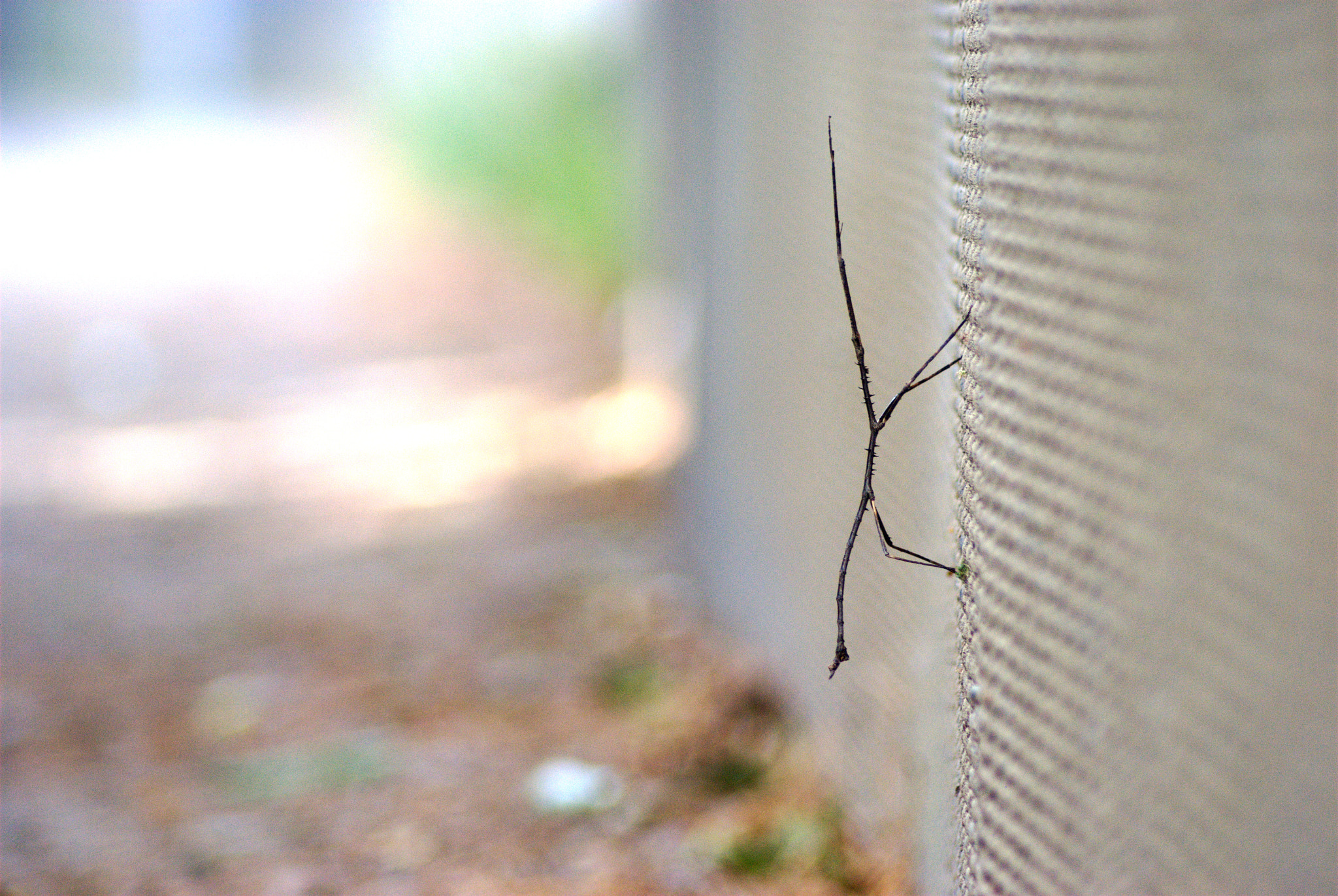 Nikon AF Nikkor 70-300mm F4-5.6G sample photo. Stick insect photography
