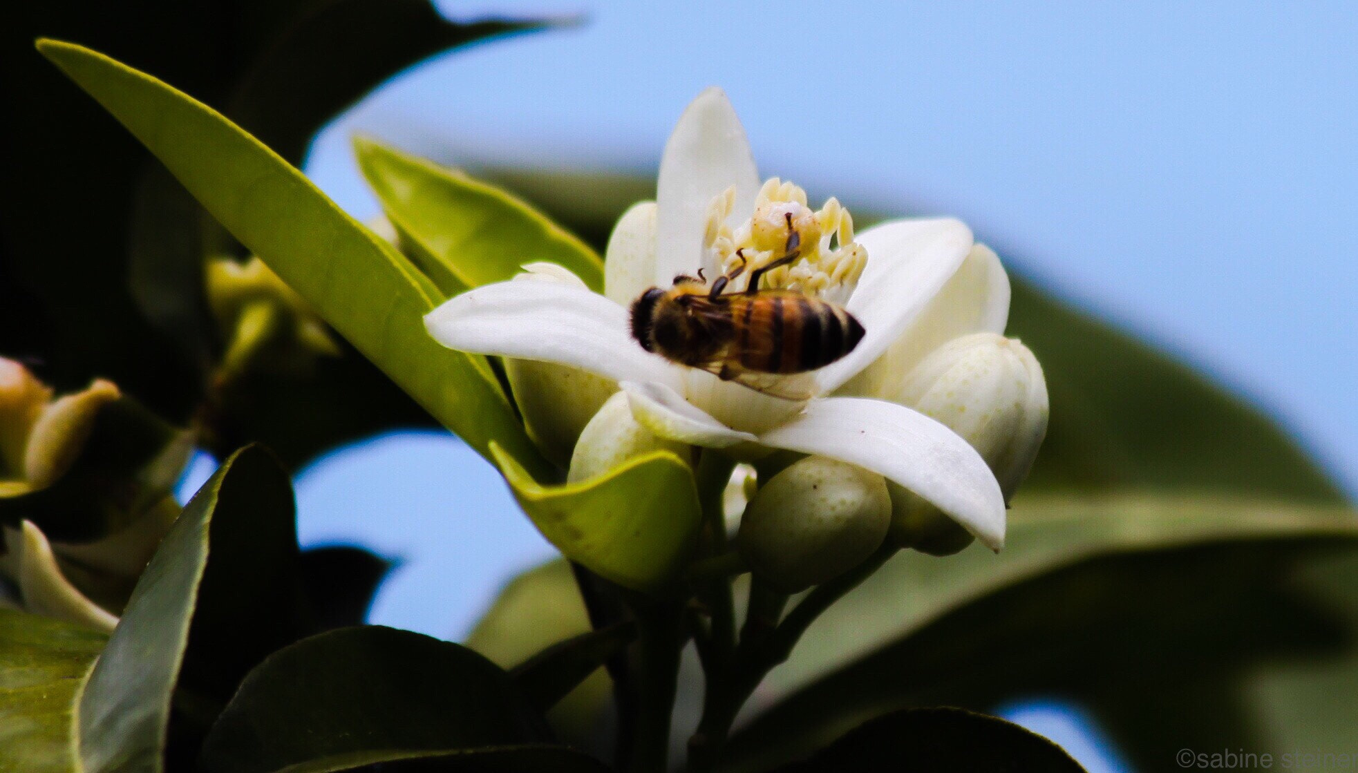 Canon EF 70-300mm F4-5.6 IS USM sample photo. Drunken bee photography