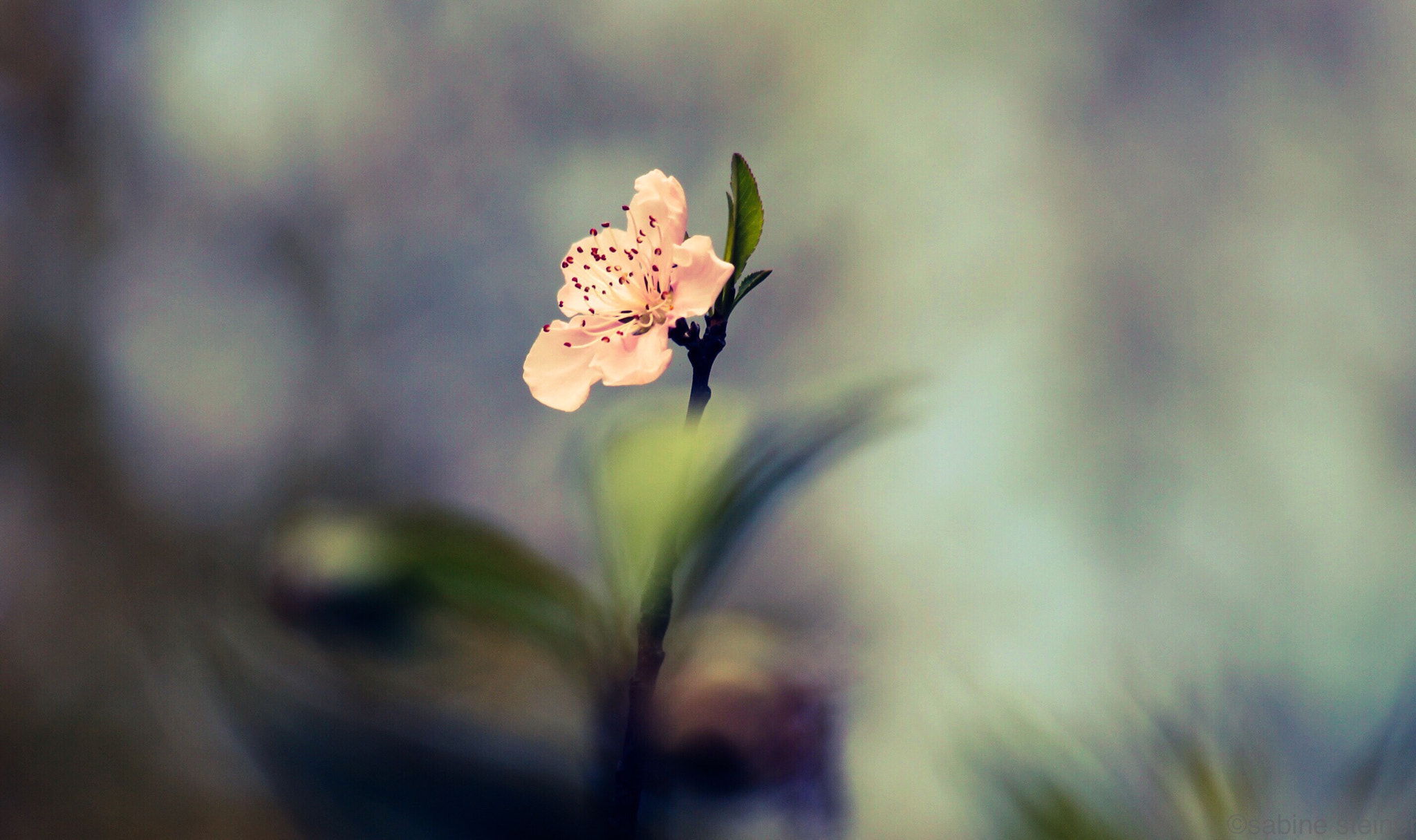Canon EF 70-300mm F4-5.6 IS USM sample photo. Peach flower photography
