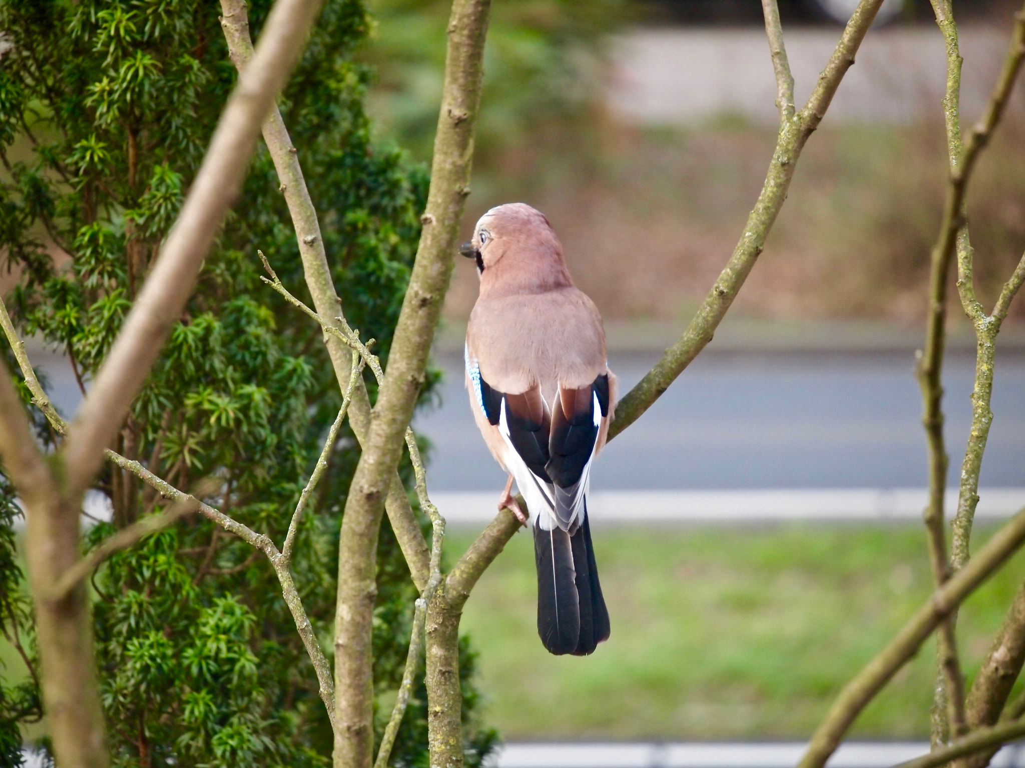 Olympus PEN E-PL1 sample photo. Bird waiting photography