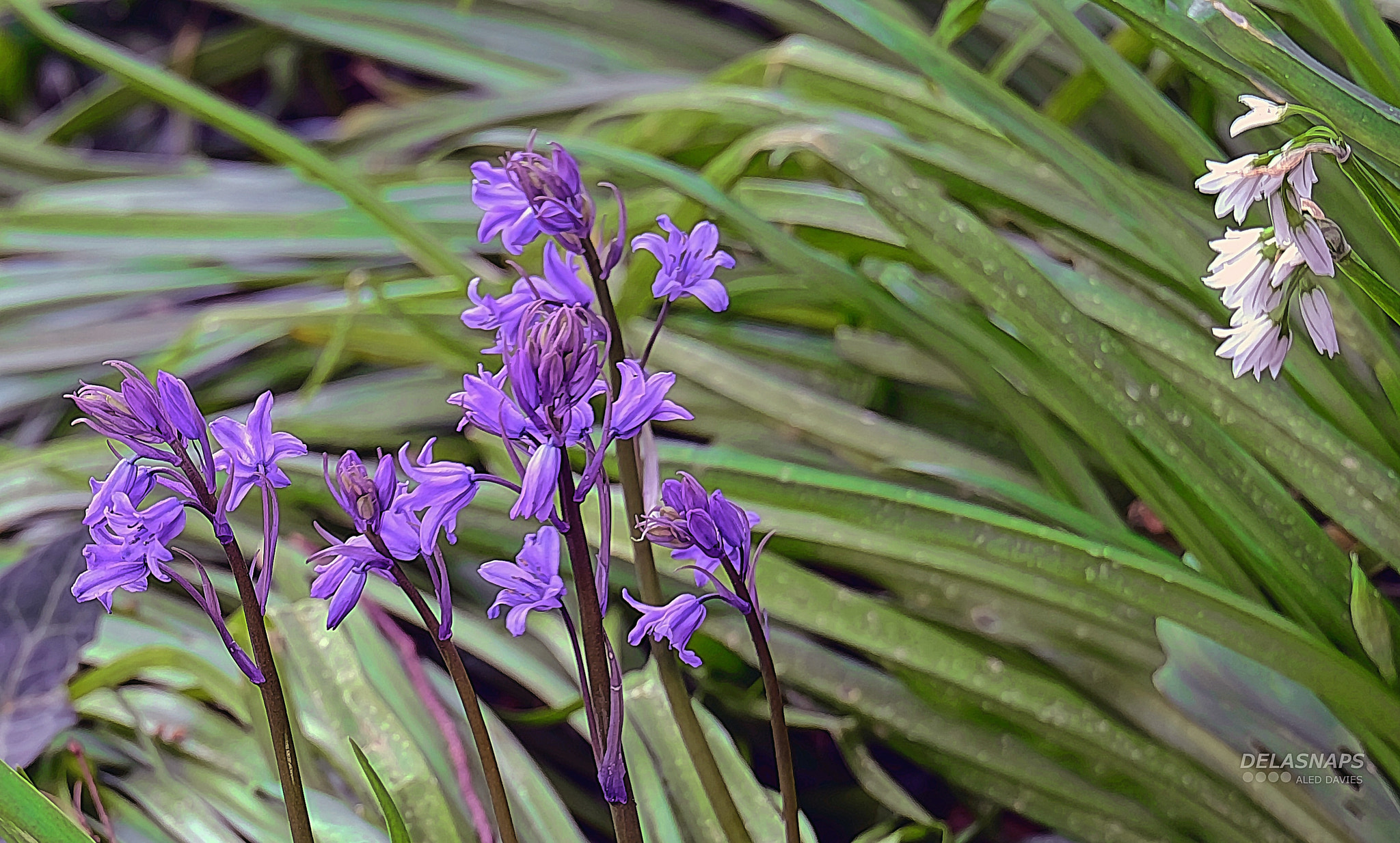 Fujifilm X-A2 + Fujifilm XC 50-230mm F4.5-6.7 OIS sample photo. They grow wild and free photography