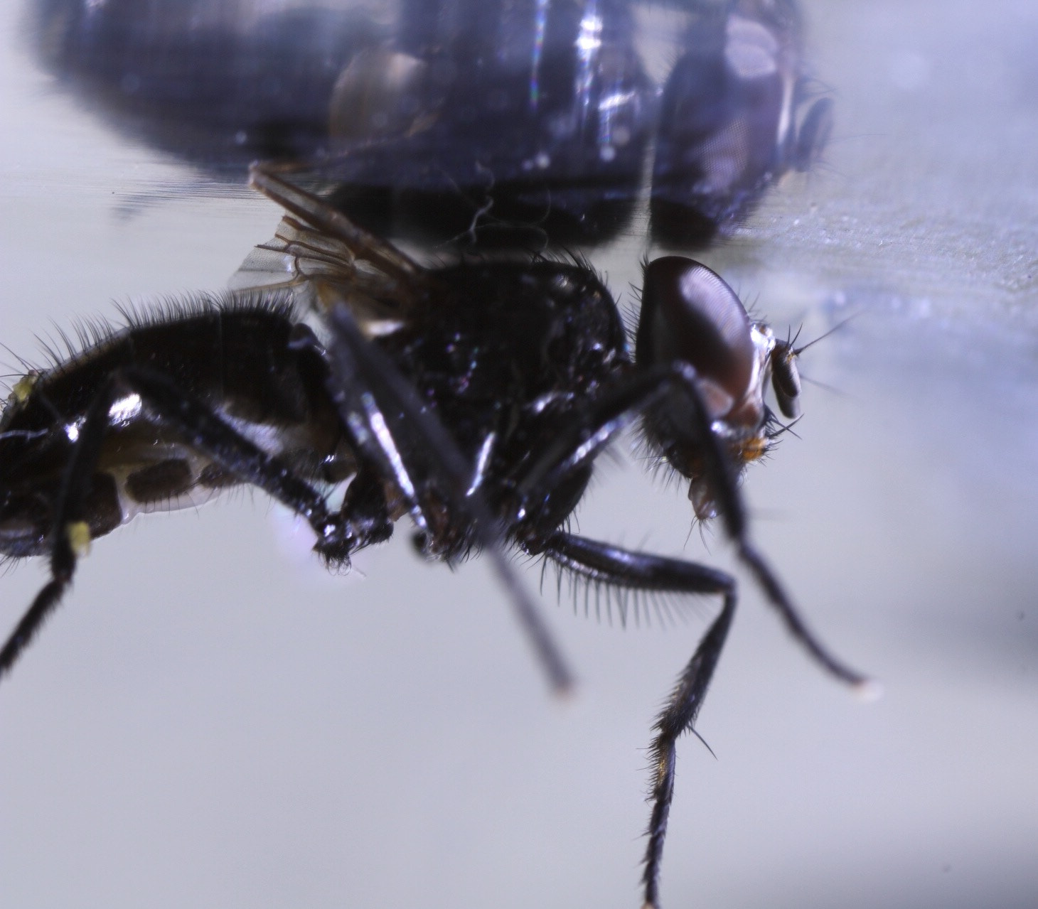 Canon MP-E 65mm F2.5 1-5x Macro Photo sample photo. No carril /no riel / no flash / no tripode no af photography