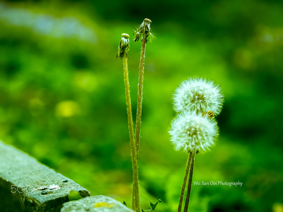 Panasonic Leica DG Macro-Elmarit 45mm F2.8 ASPH OIS sample photo. Dandelion 05 photography